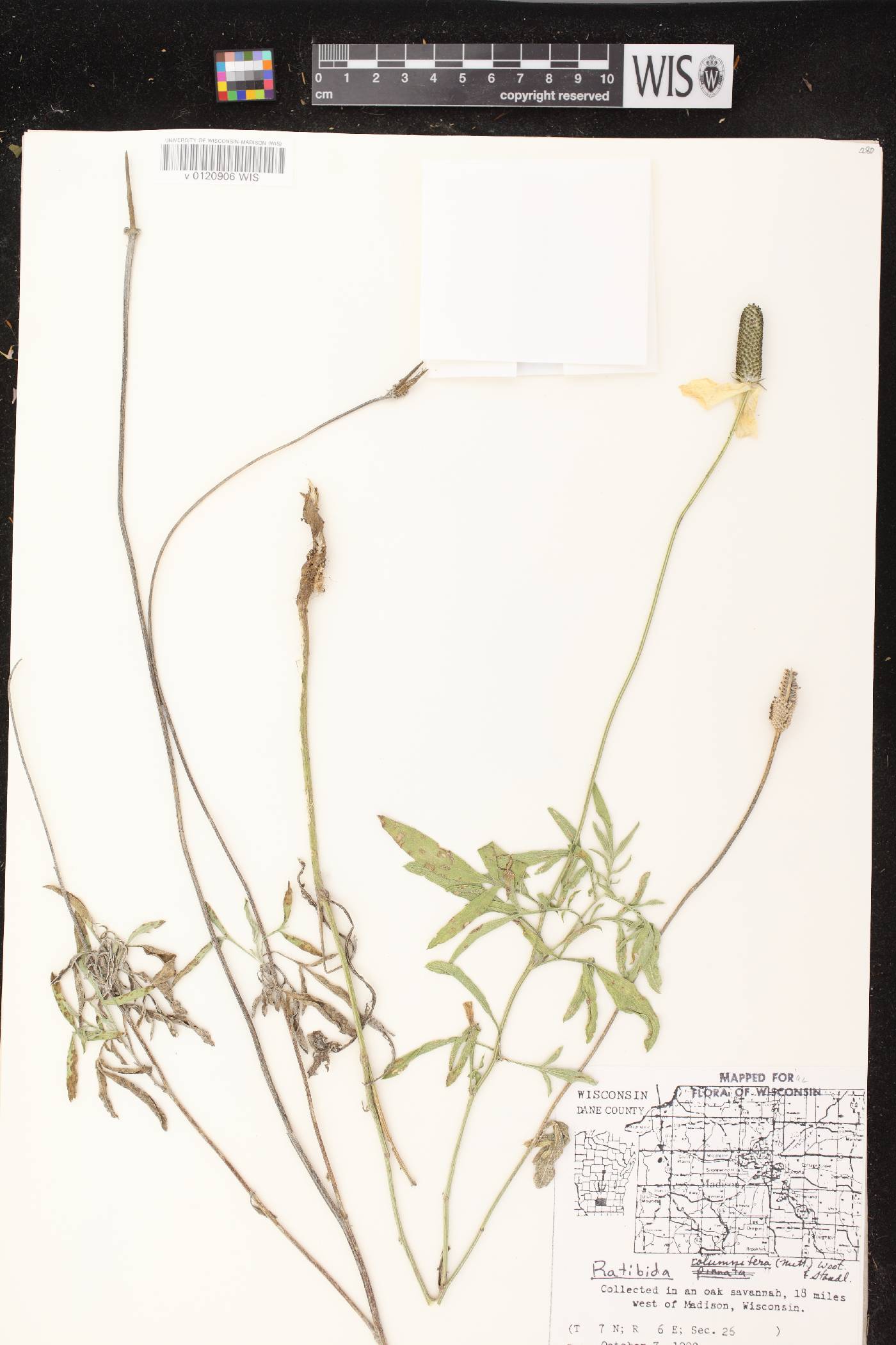 Ratibida columnifera image