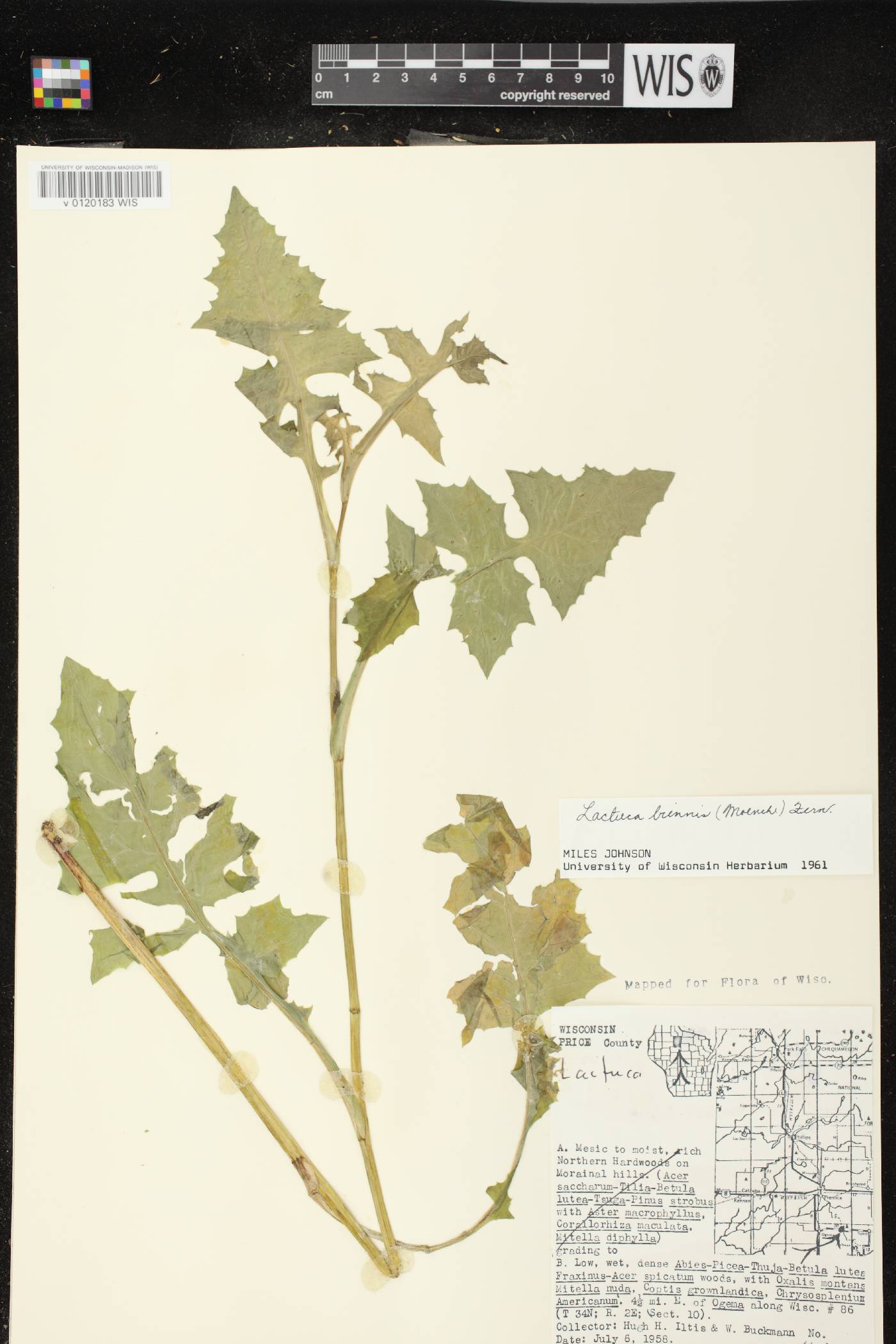 Lactuca biennis image