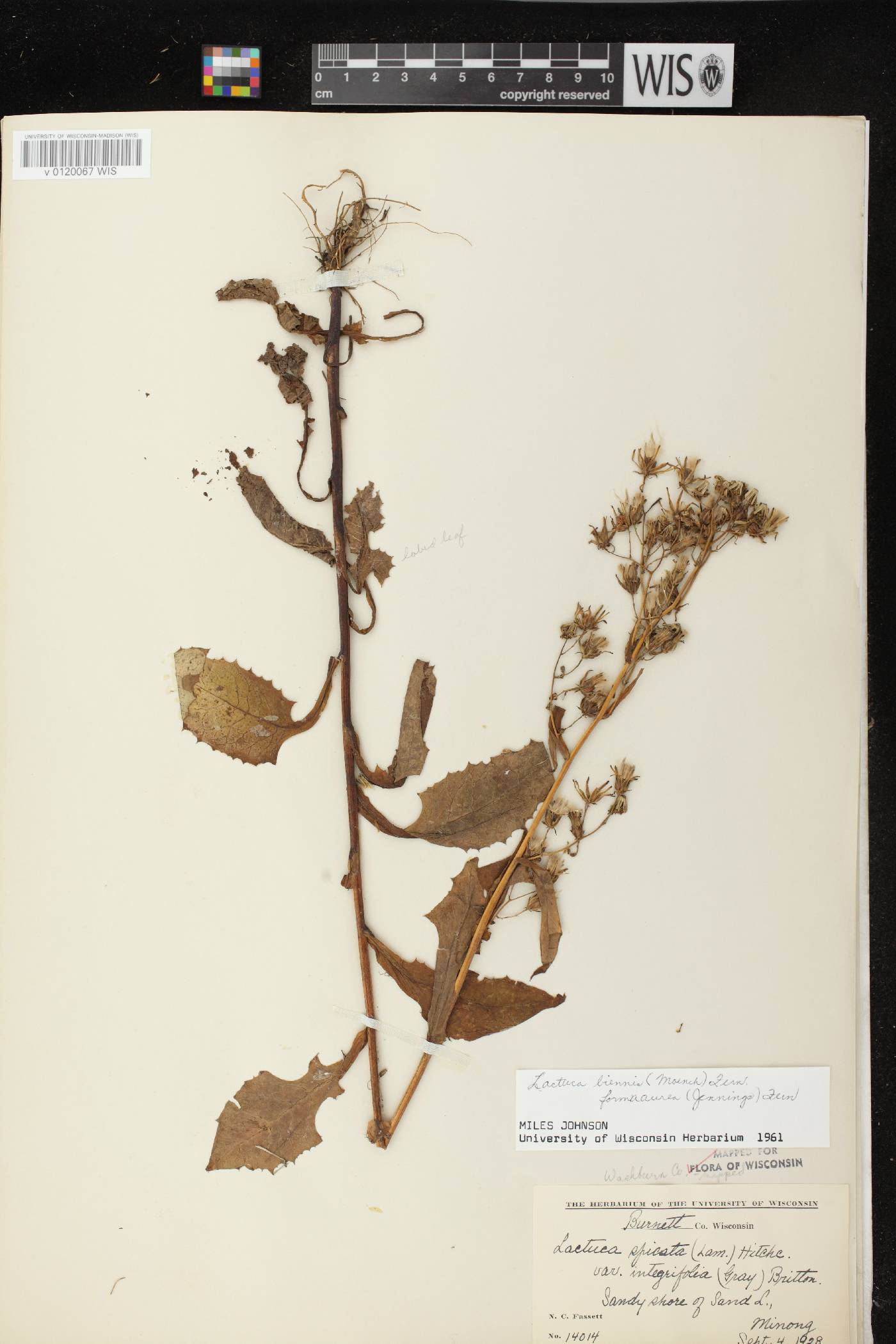 Lactuca biennis image