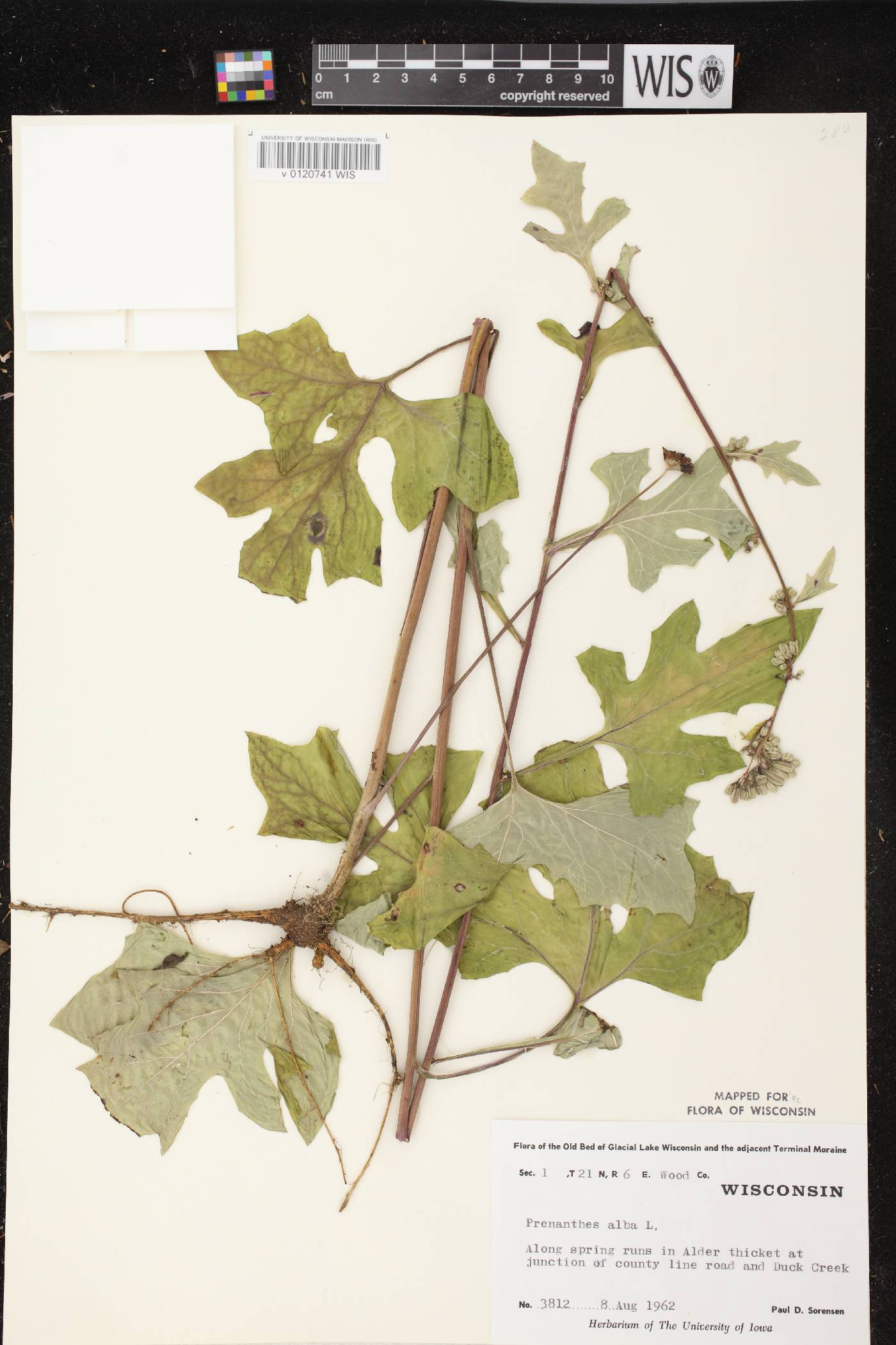Prenanthes alba image