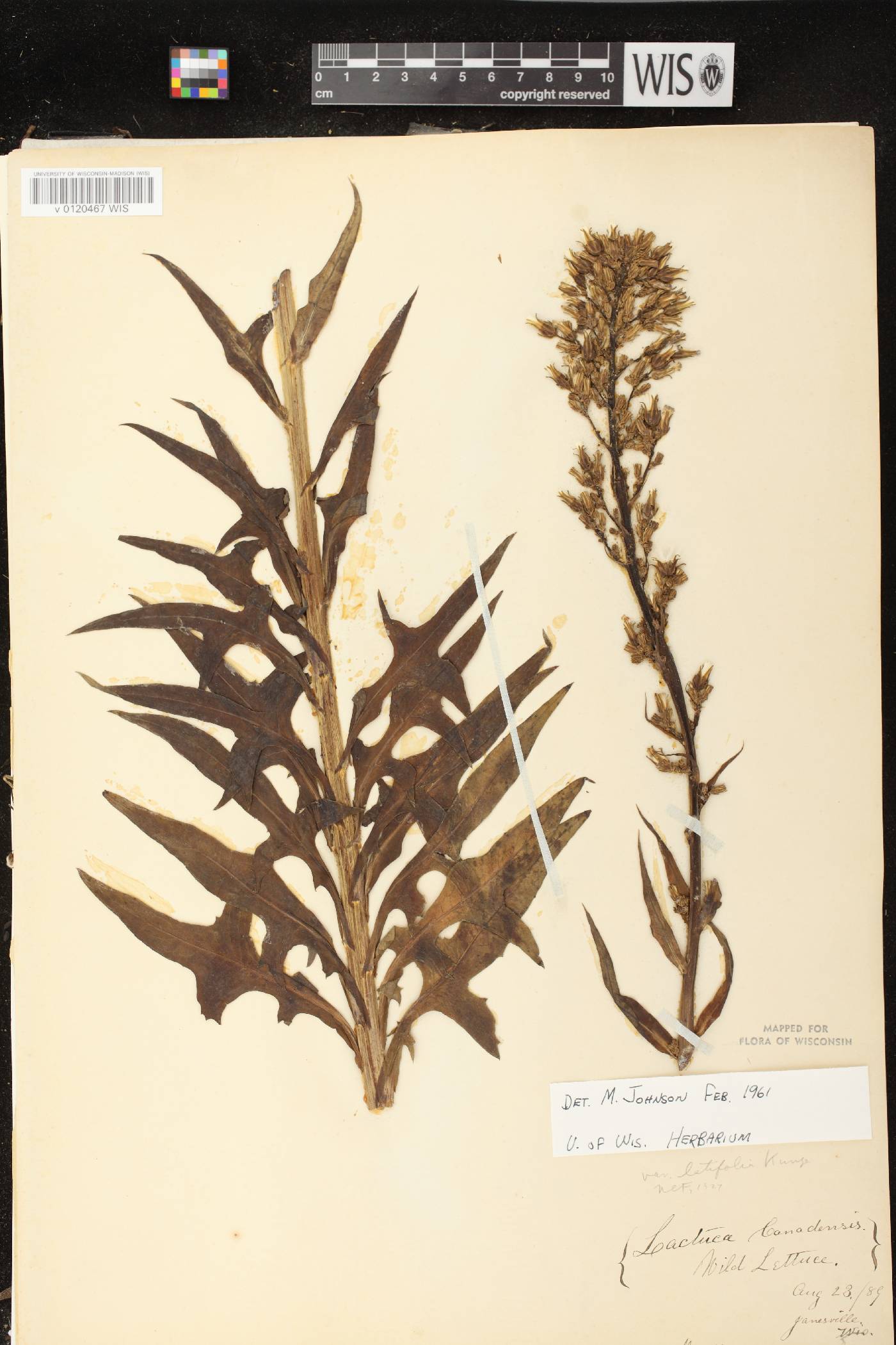 Lactuca canadensis image