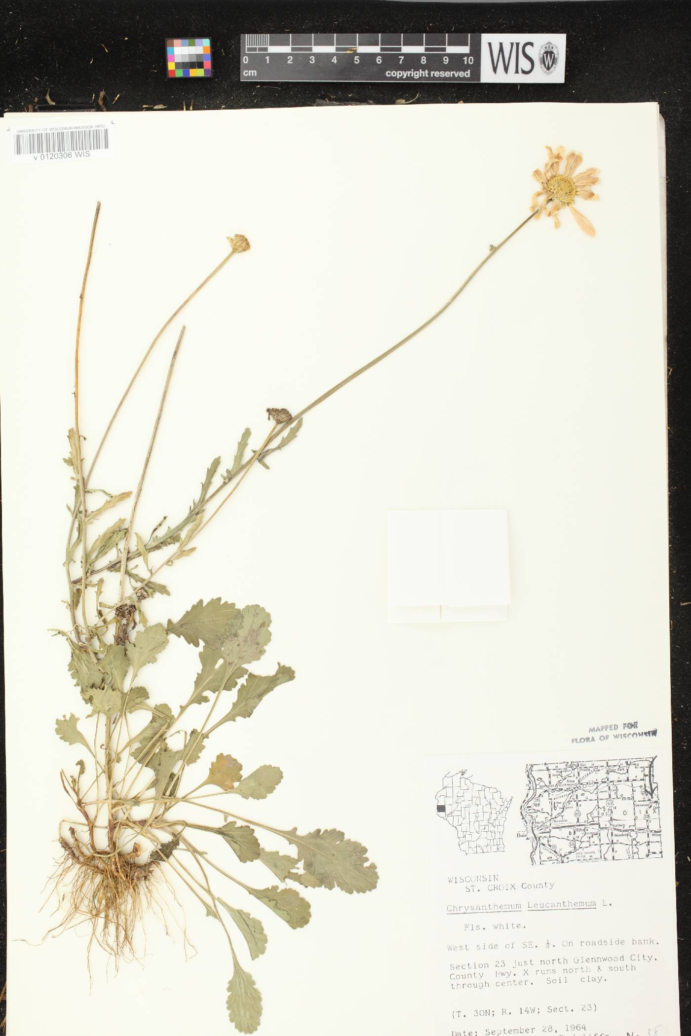 Leucanthemum vulgare image