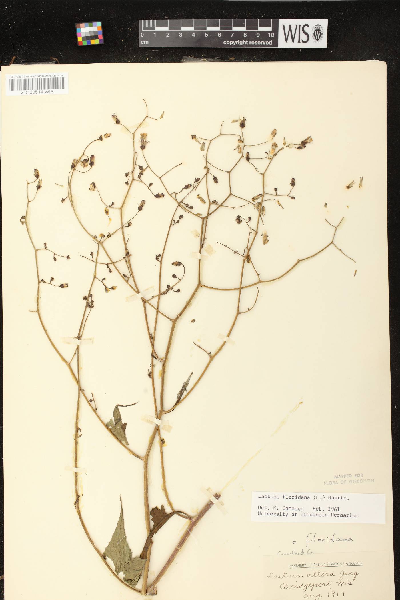 Lactuca floridana image