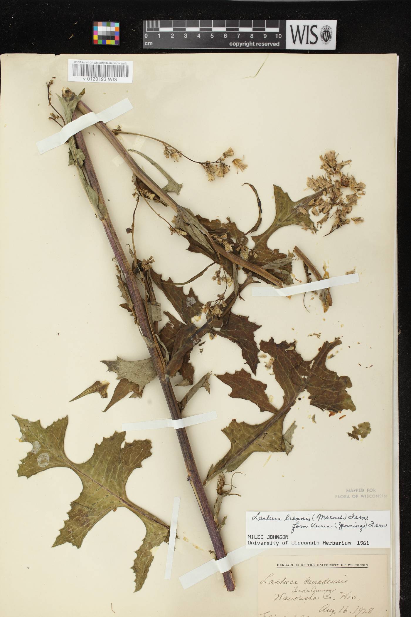 Lactuca biennis image