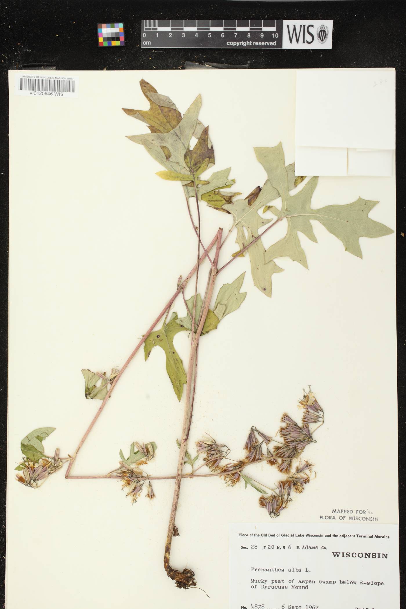 Prenanthes alba image