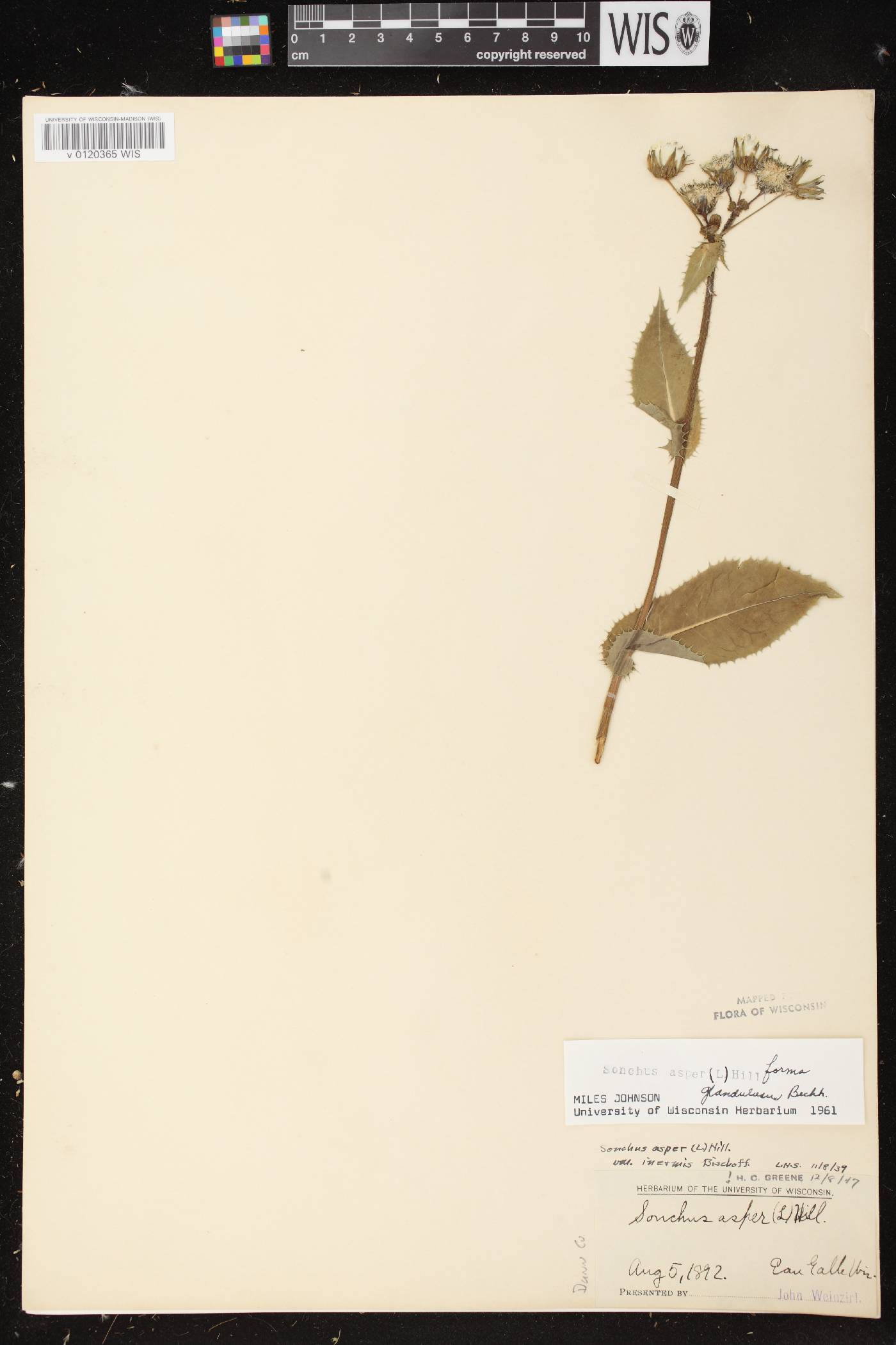 Sonchus asper image