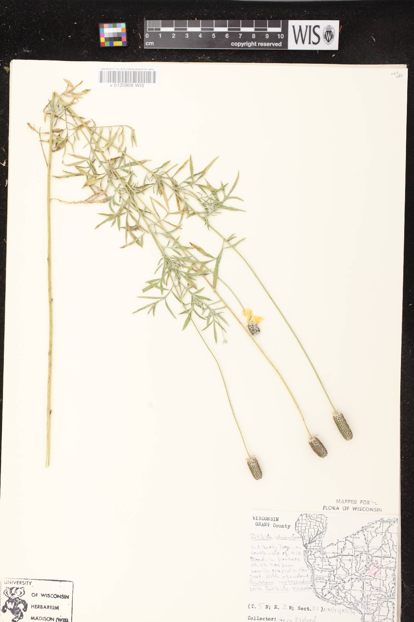 Ratibida columnifera image