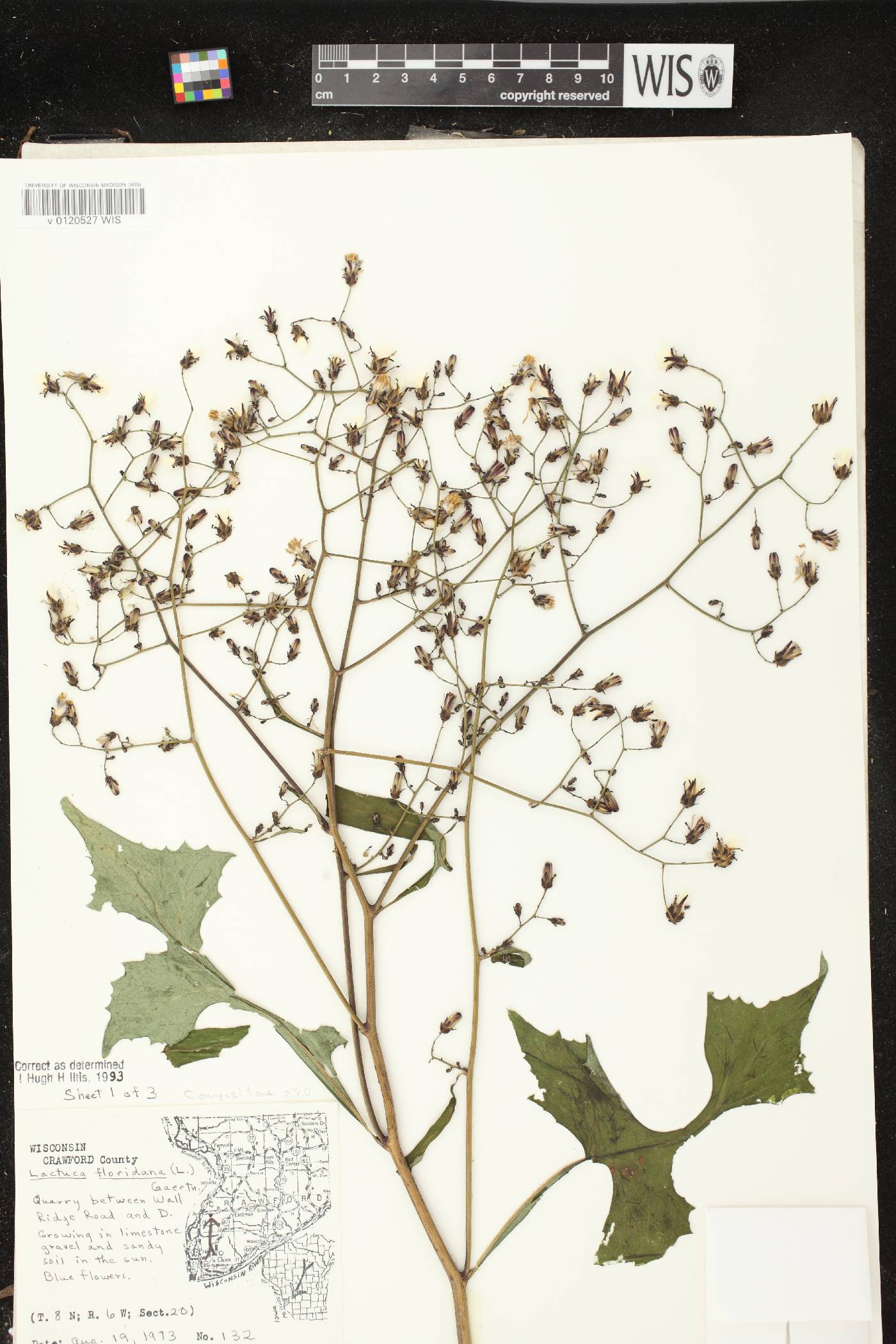 Lactuca floridana image