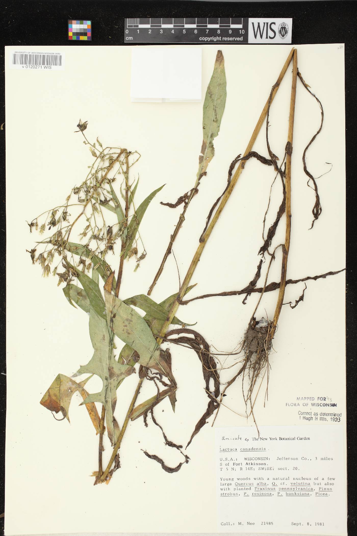 Lactuca canadensis image
