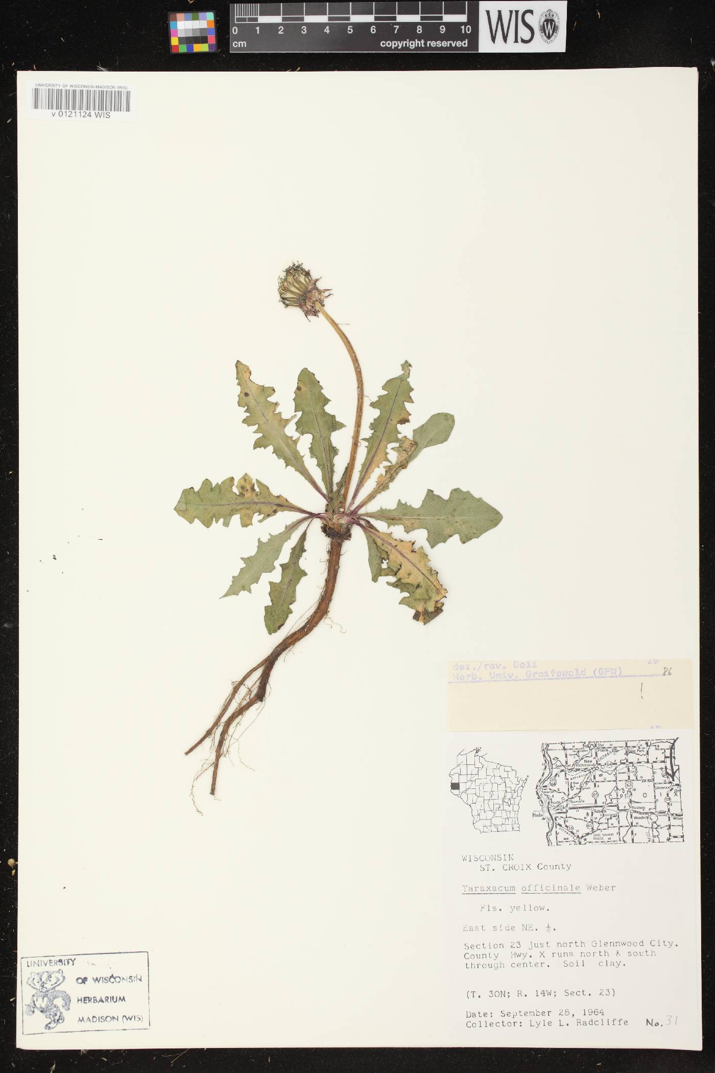 Taraxacum officinale image