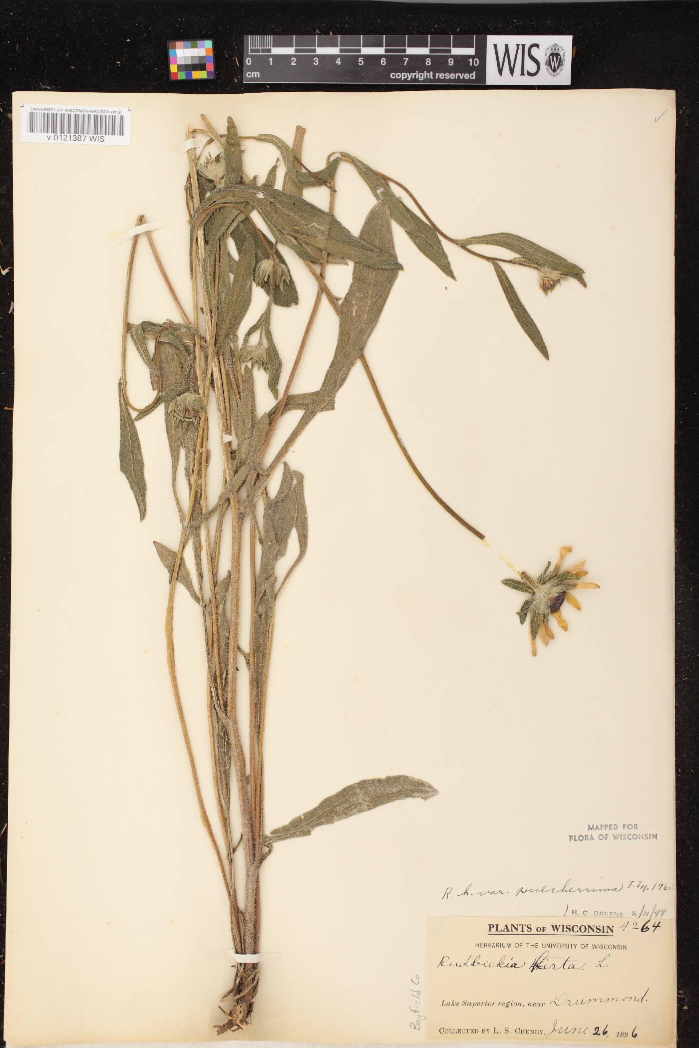 Rudbeckia hirta image