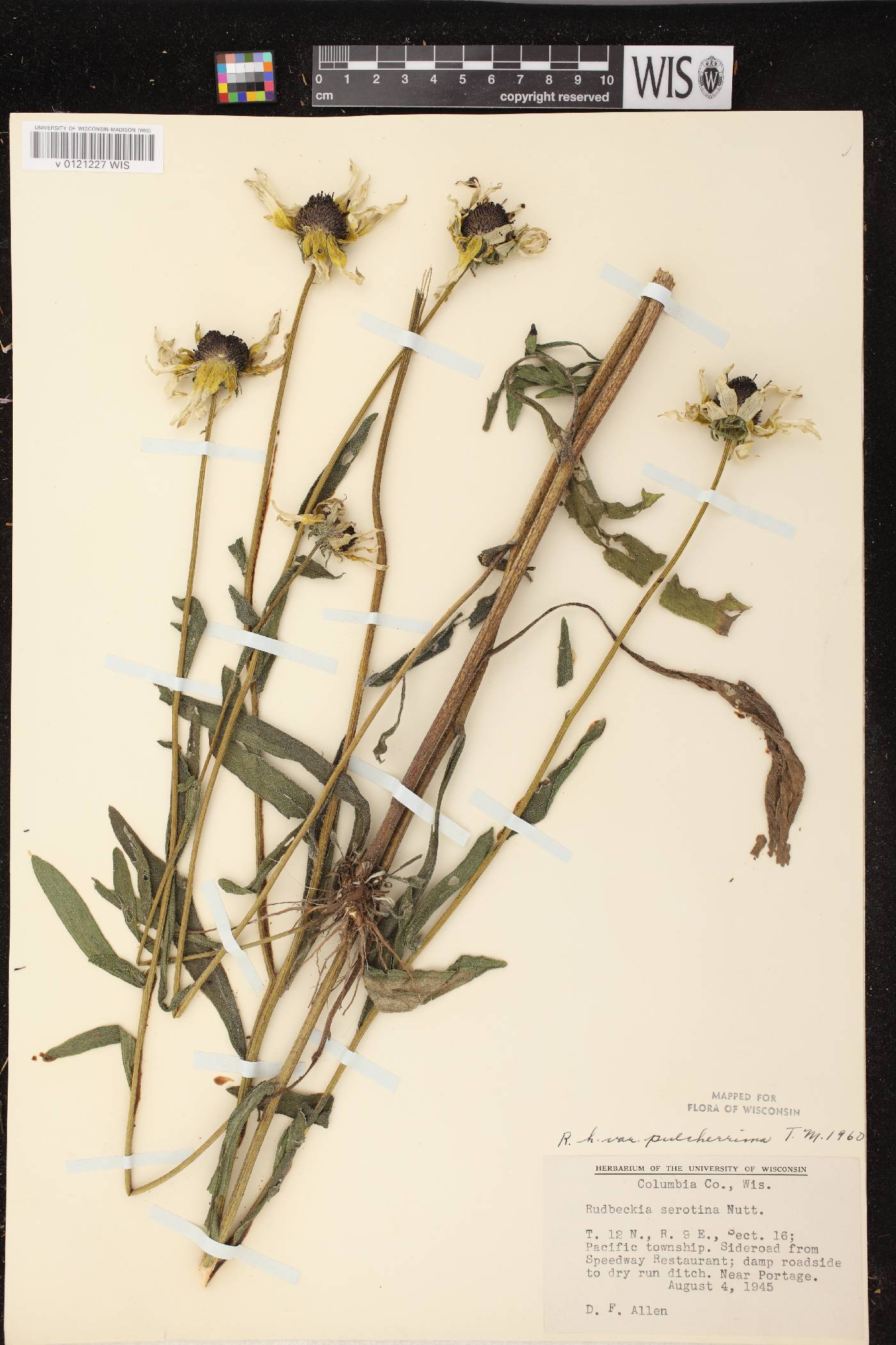 Rudbeckia hirta var. pulcherrima image