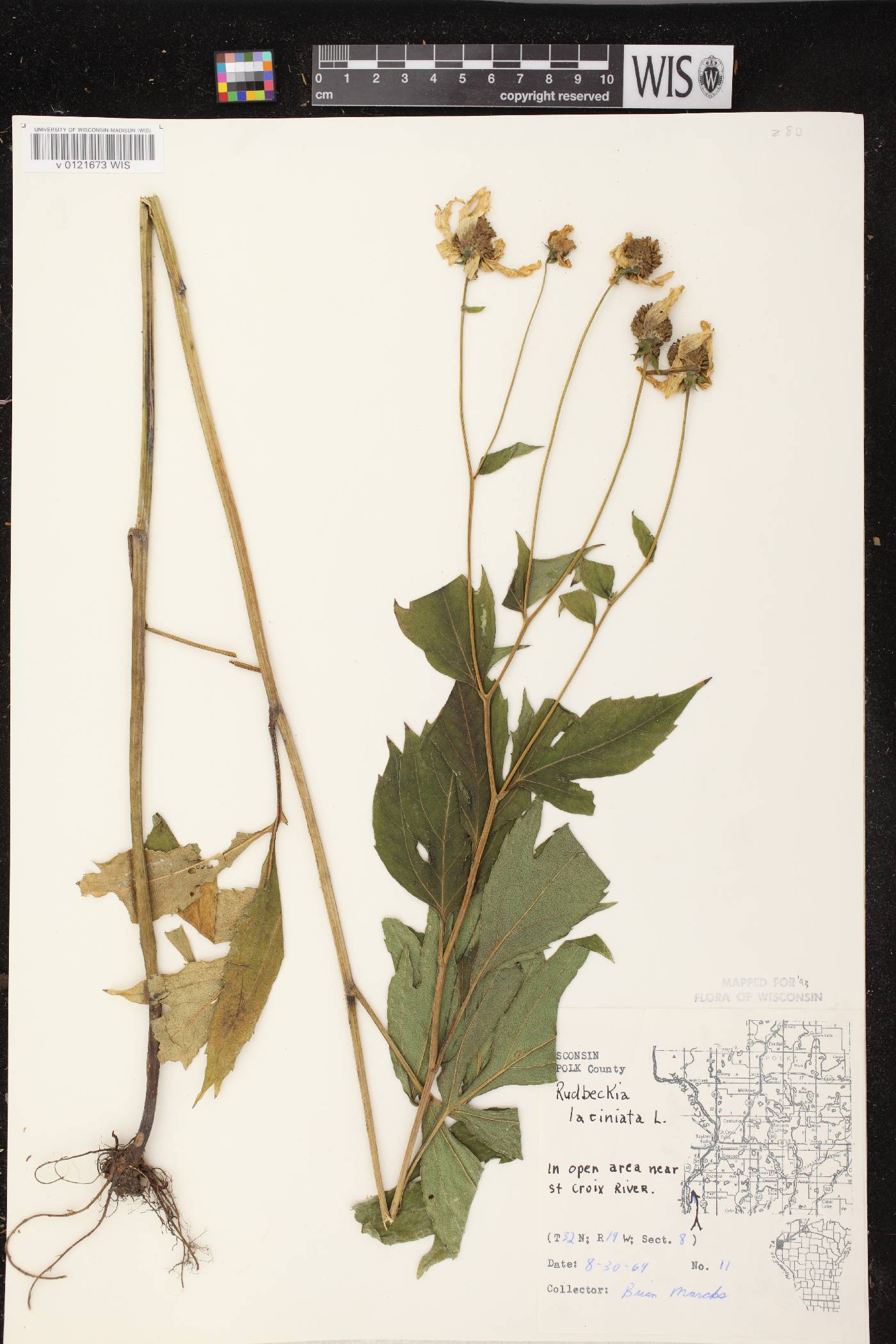 Rudbeckia laciniata image