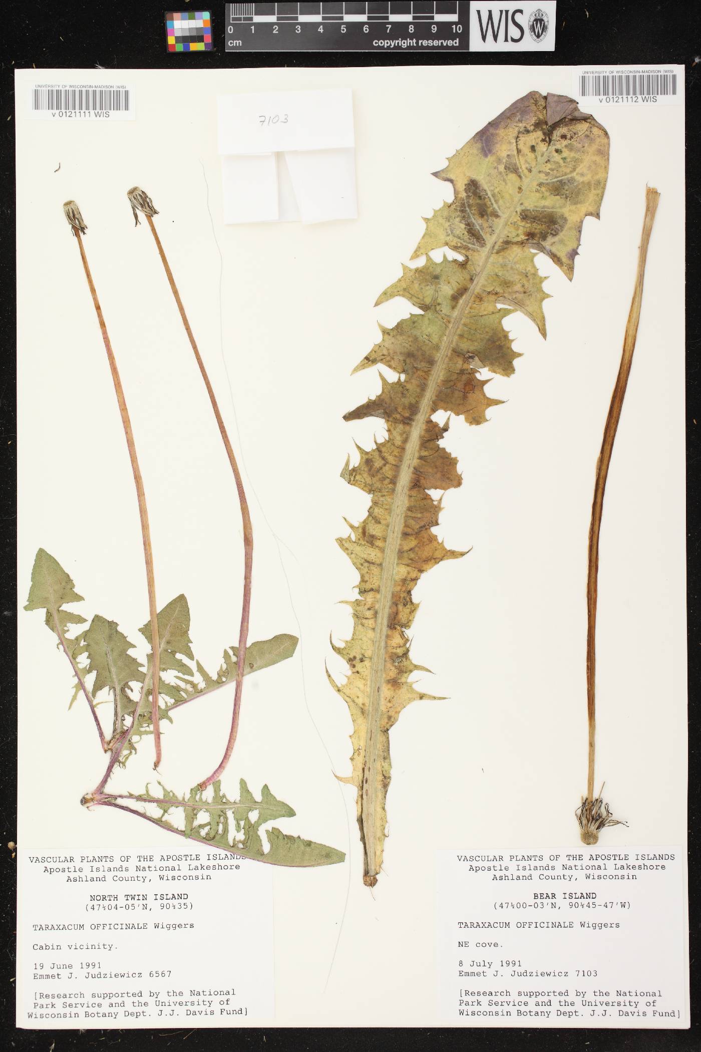 Taraxacum officinale image