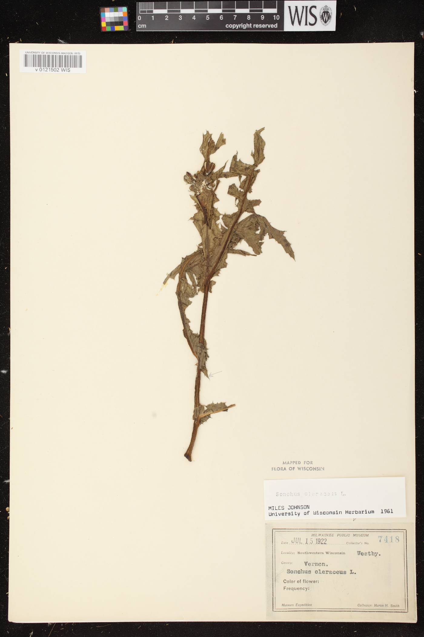 Sonchus oleraceus image
