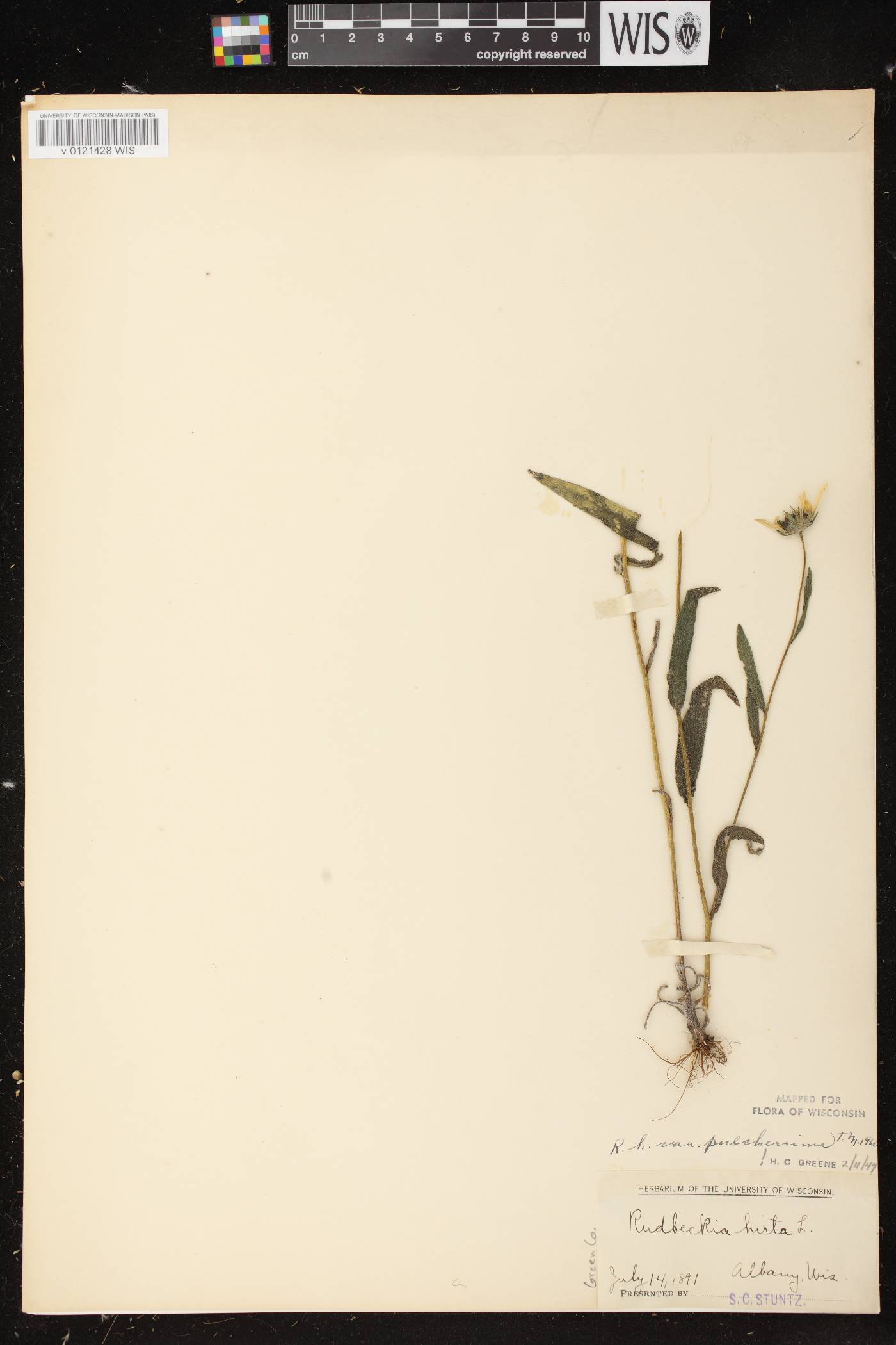 Rudbeckia hirta image