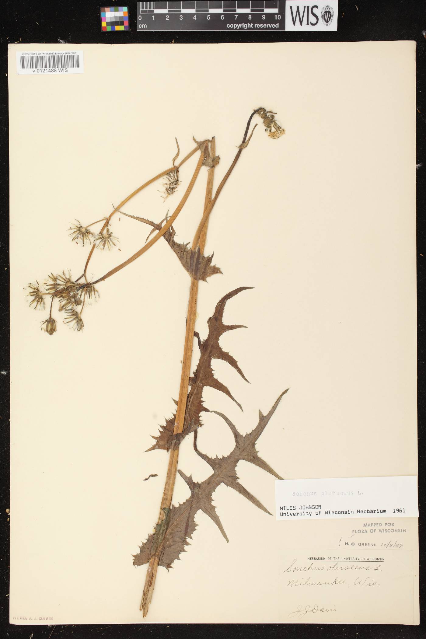 Sonchus oleraceus image