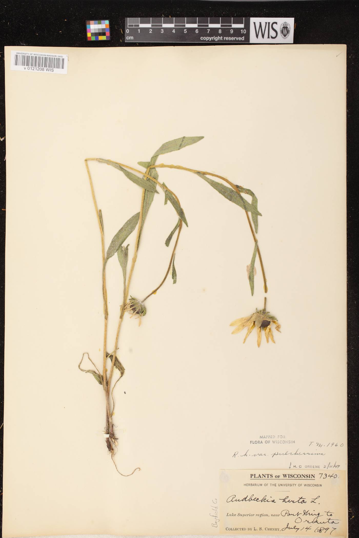 Rudbeckia hirta var. pulcherrima image