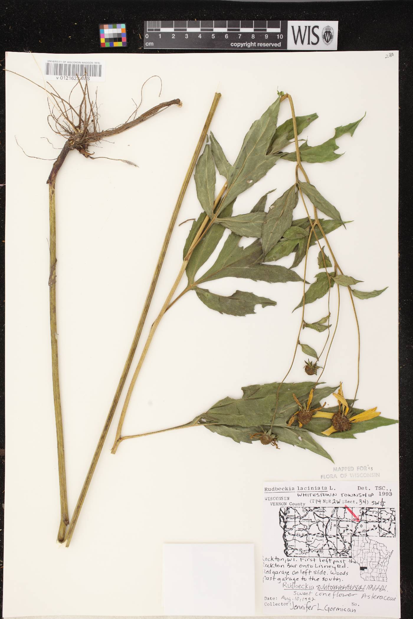 Rudbeckia laciniata image