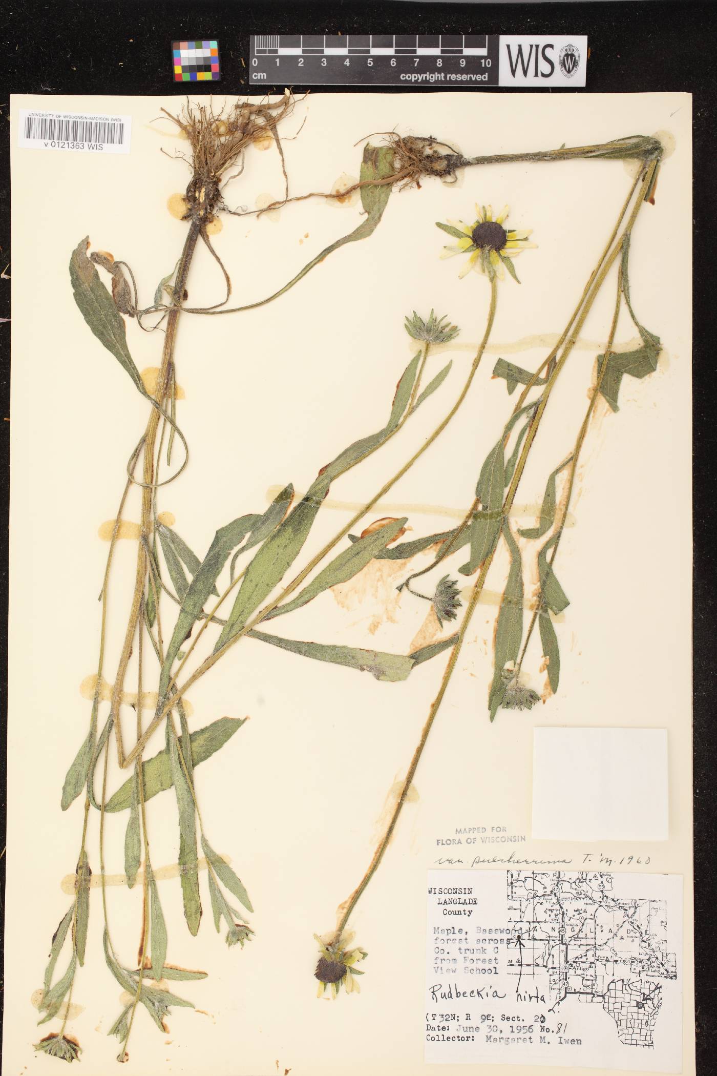 Rudbeckia hirta var. pulcherrima image