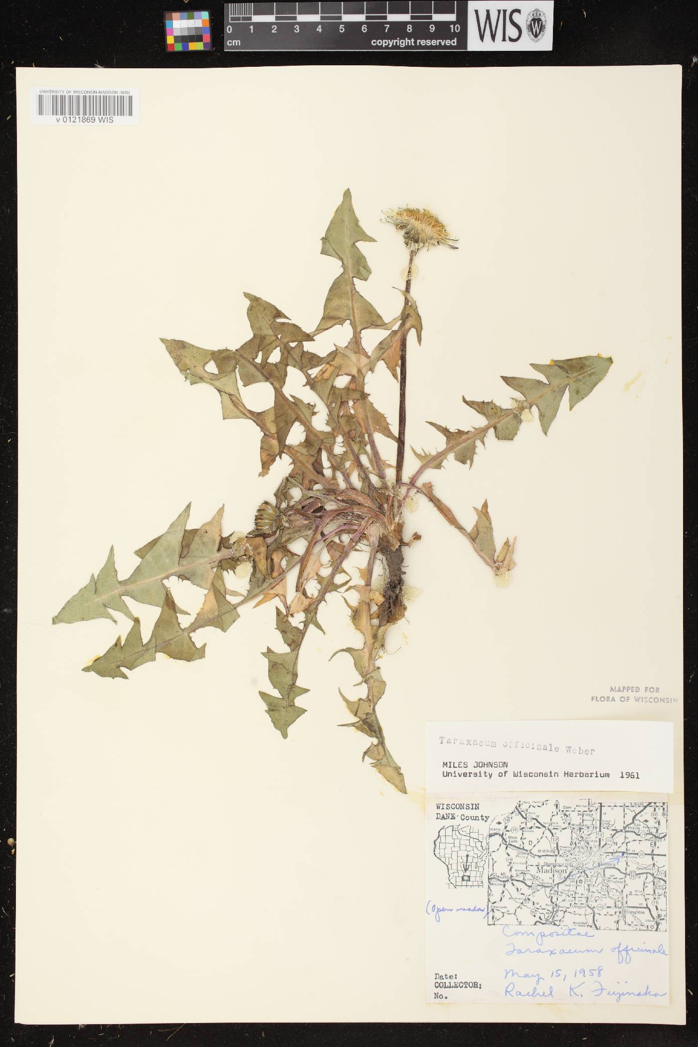 Taraxacum officinale image