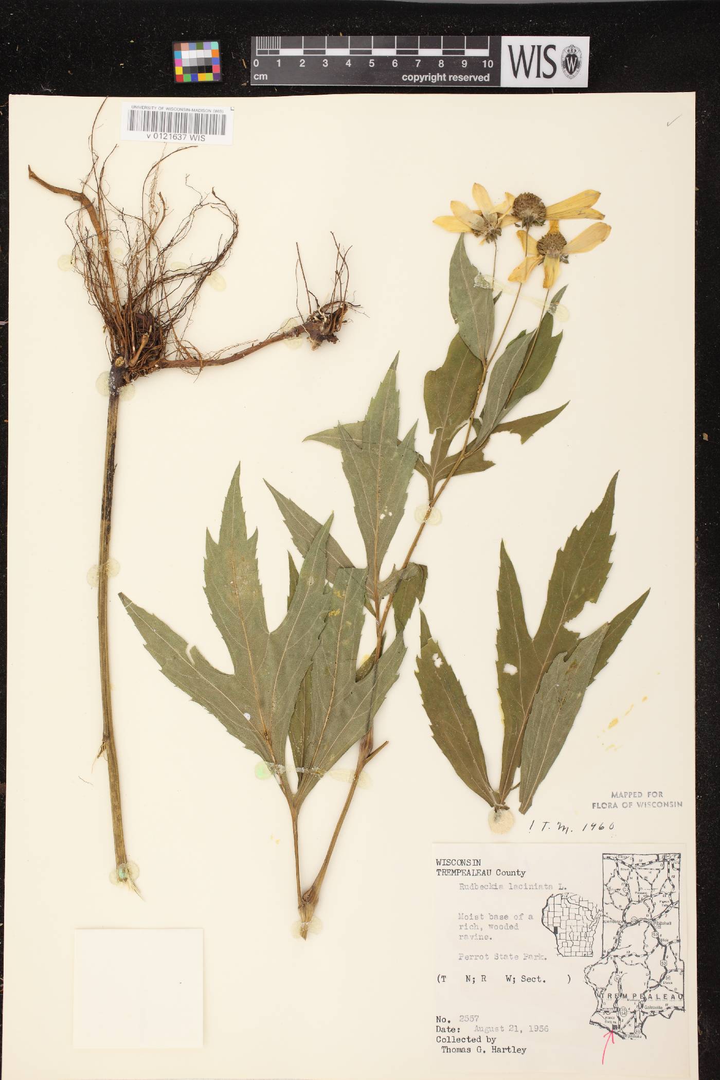 Rudbeckia laciniata image