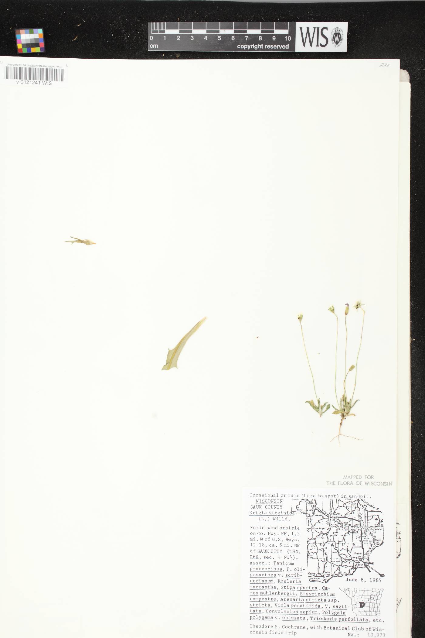 Krigia virginica image