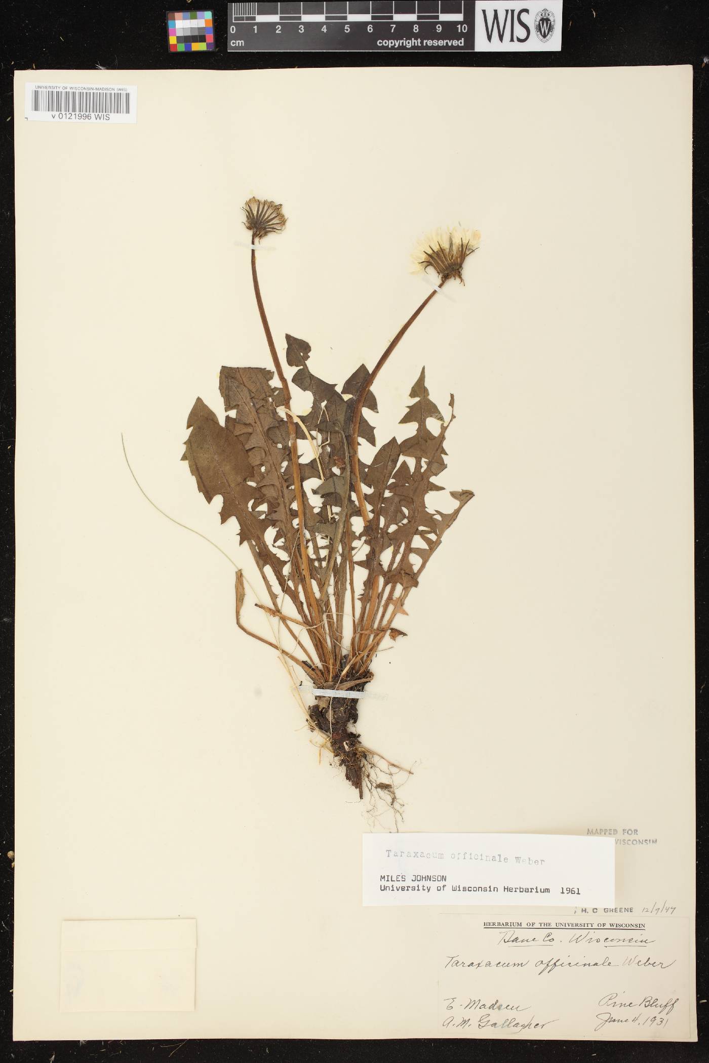 Taraxacum officinale image