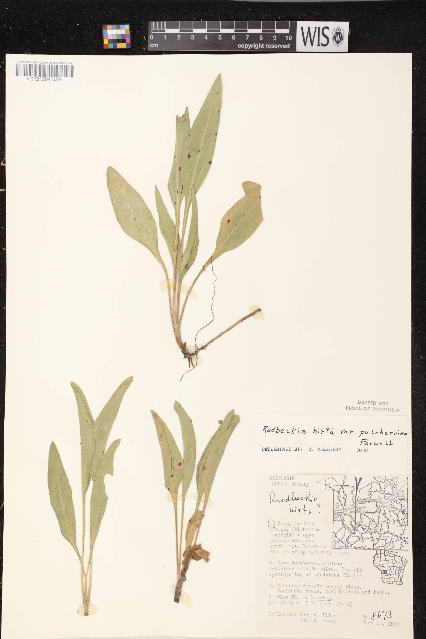 Rudbeckia hirta image