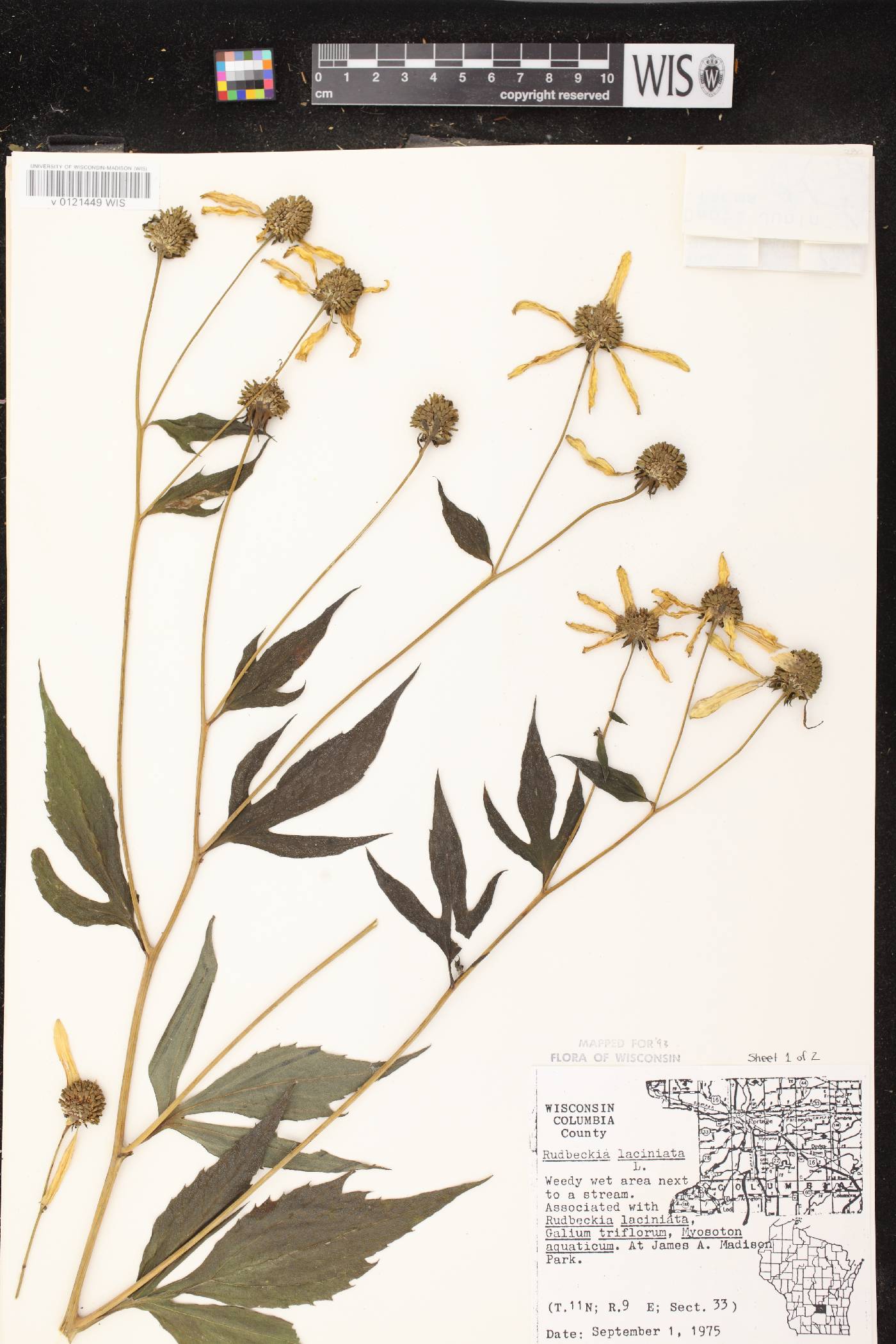 Rudbeckia laciniata image