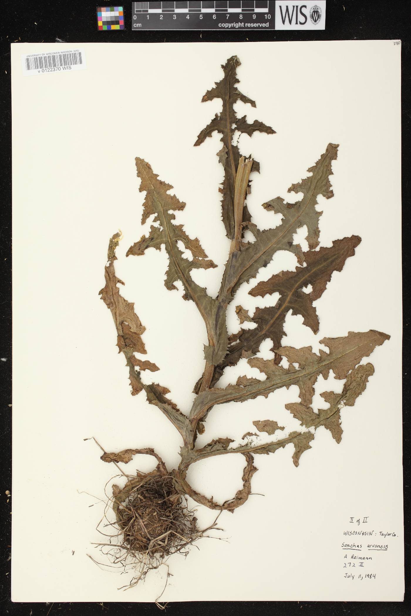 Sonchus arvensis image