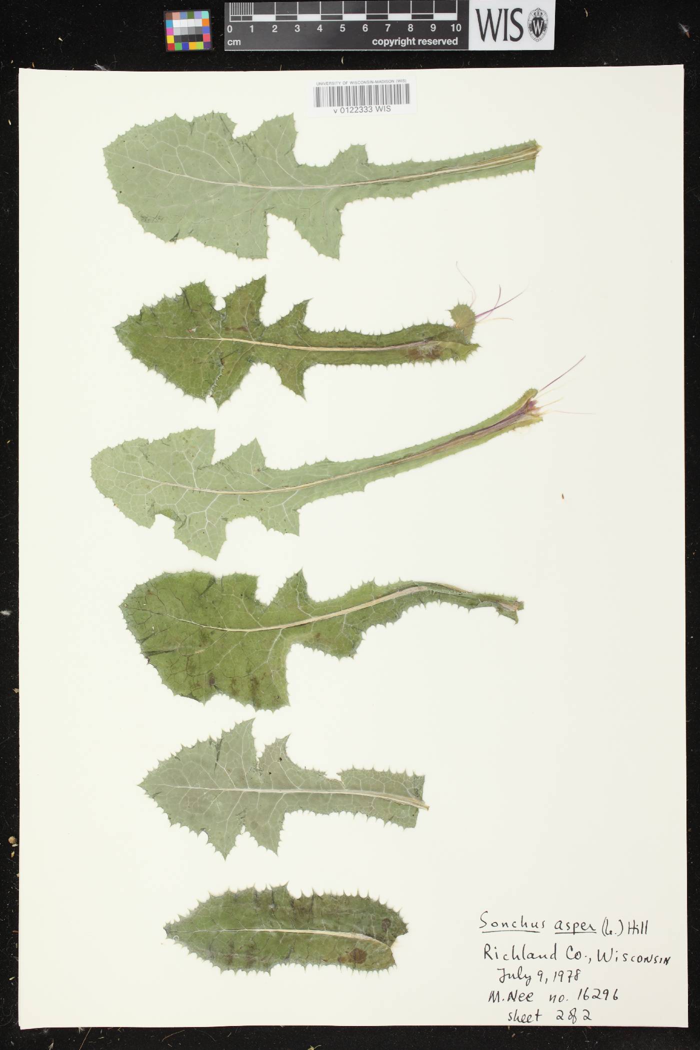 Sonchus asper image