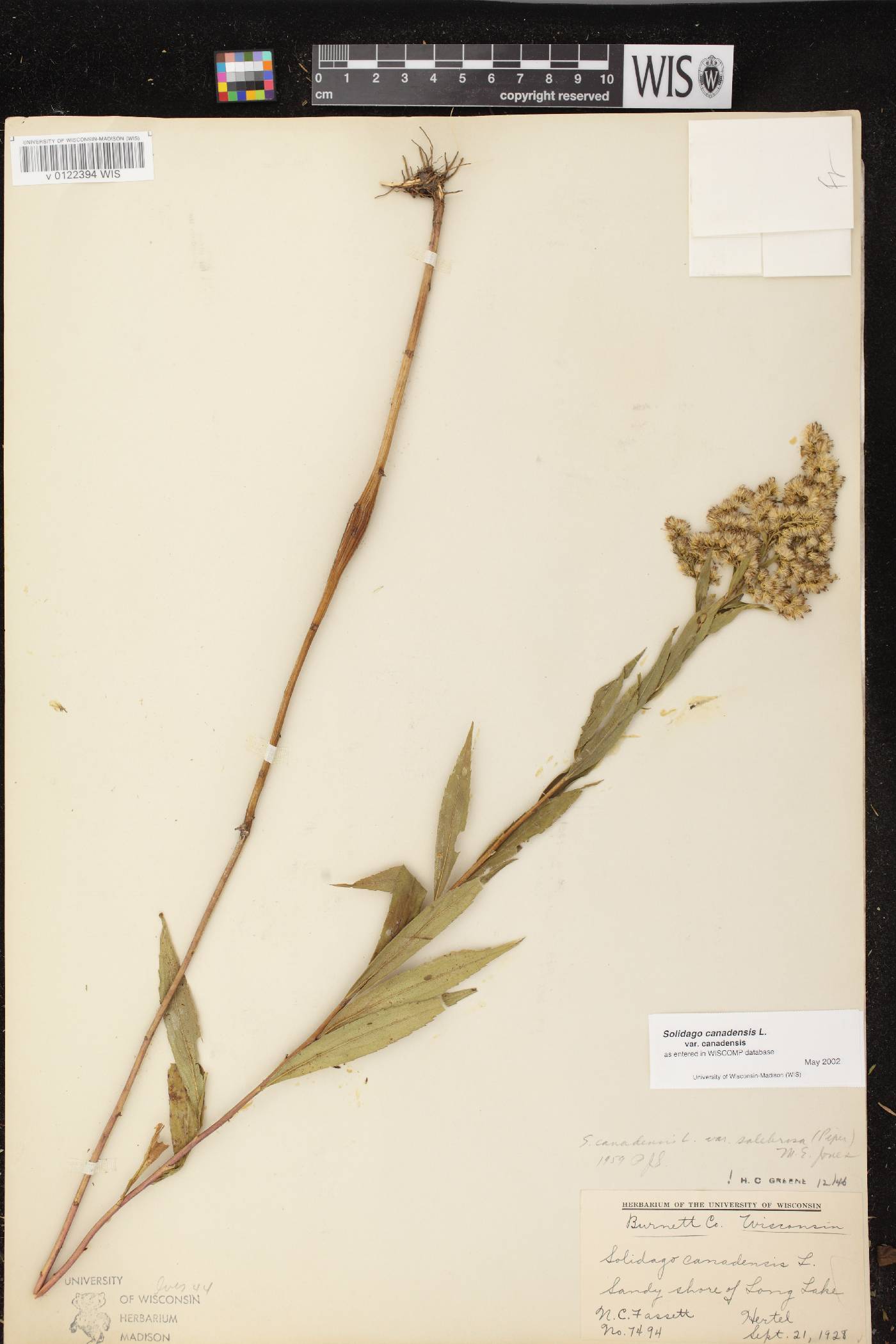 Solidago canadensis var. canadensis image