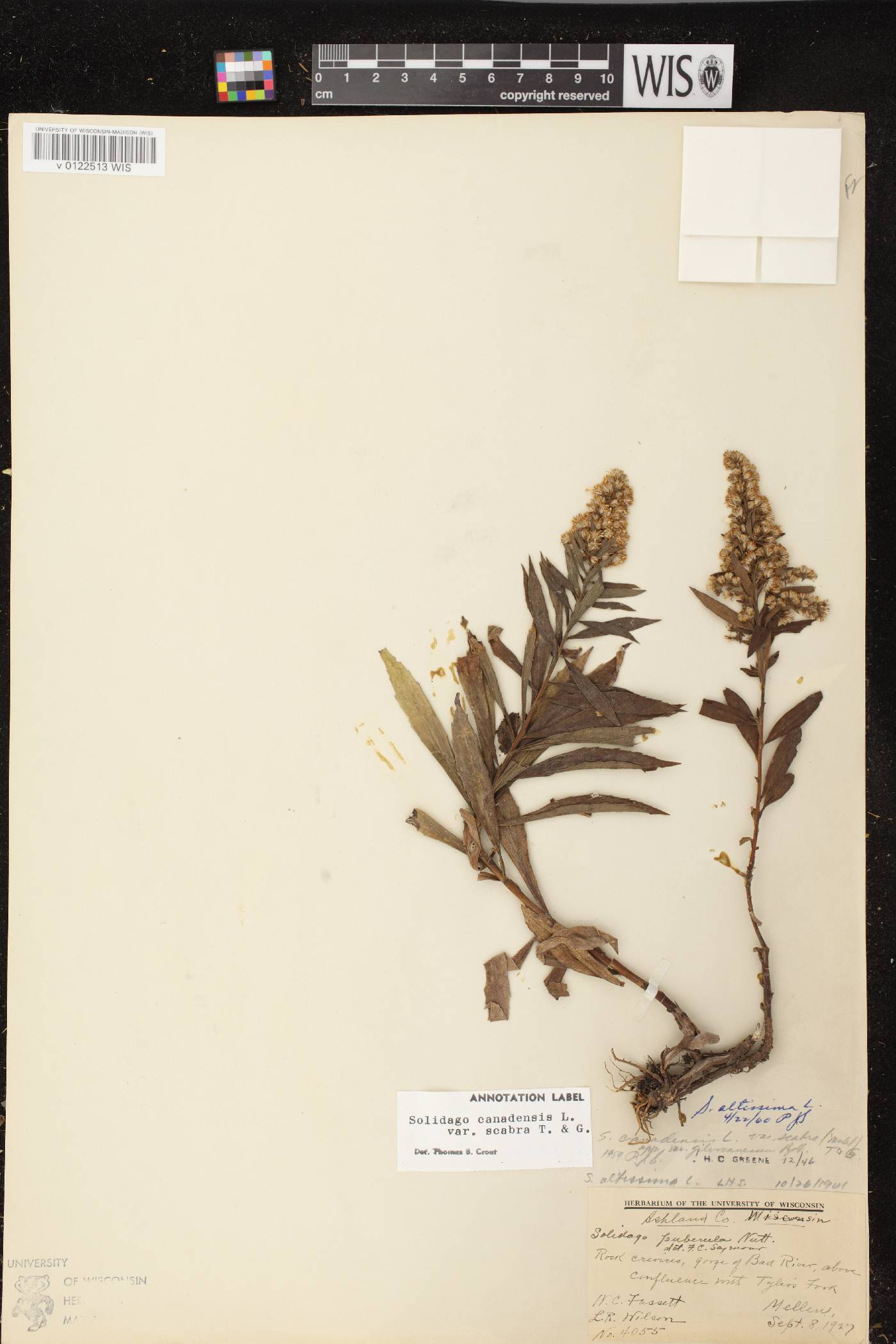 Solidago altissima subsp. altissima image