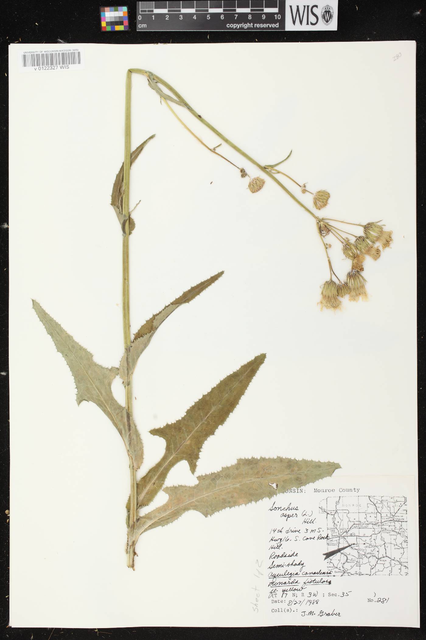 Sonchus asper image