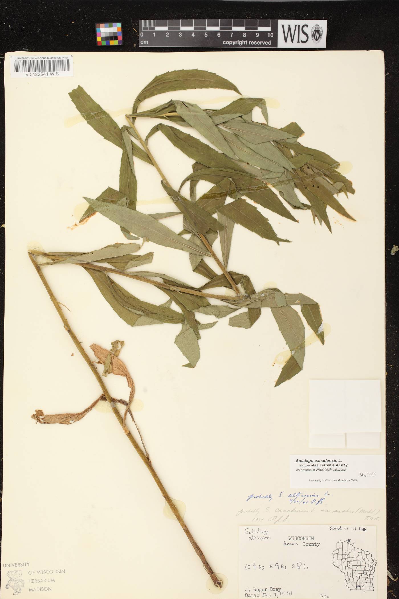 Solidago altissima subsp. altissima image