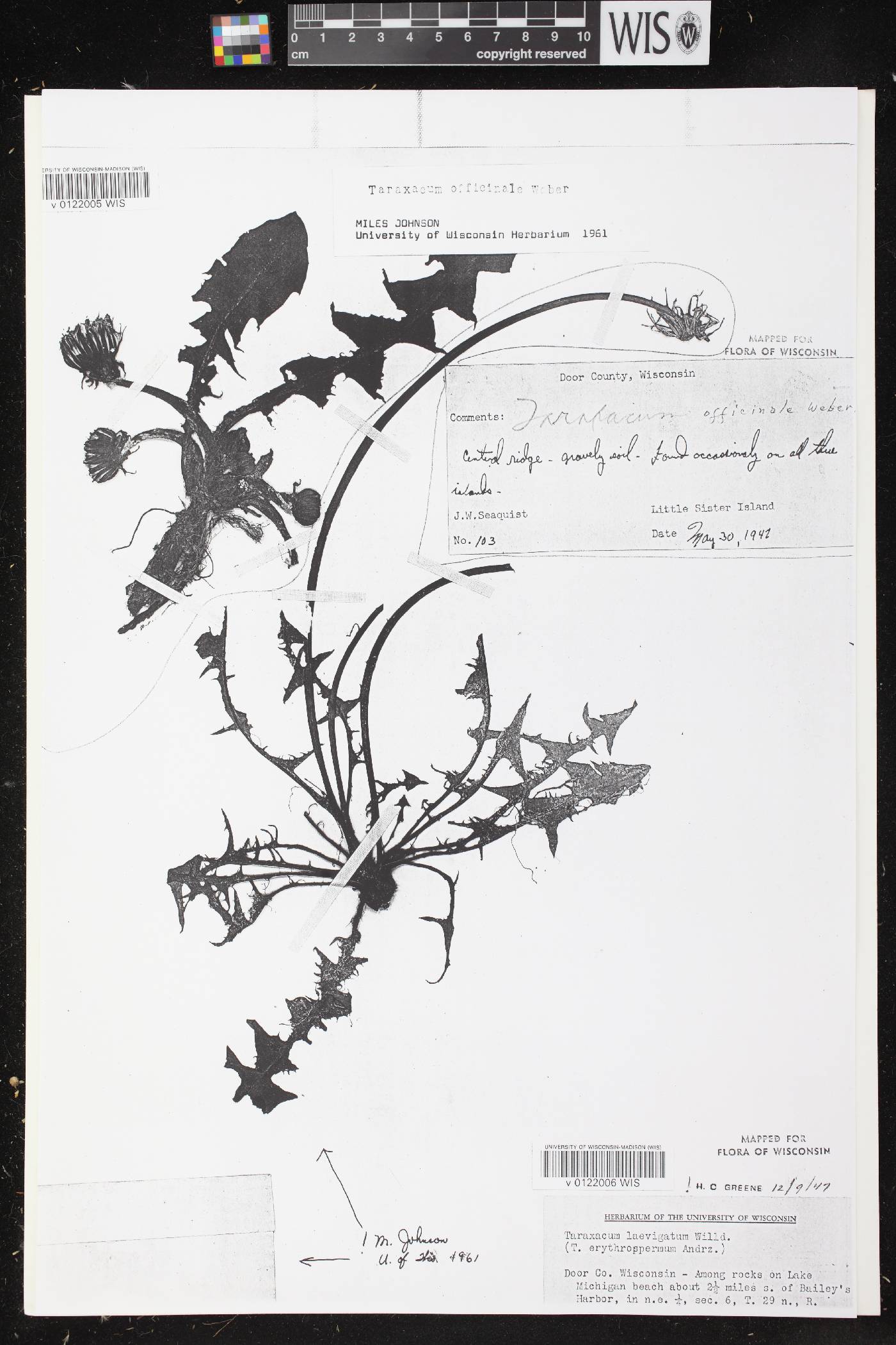 Taraxacum officinale image