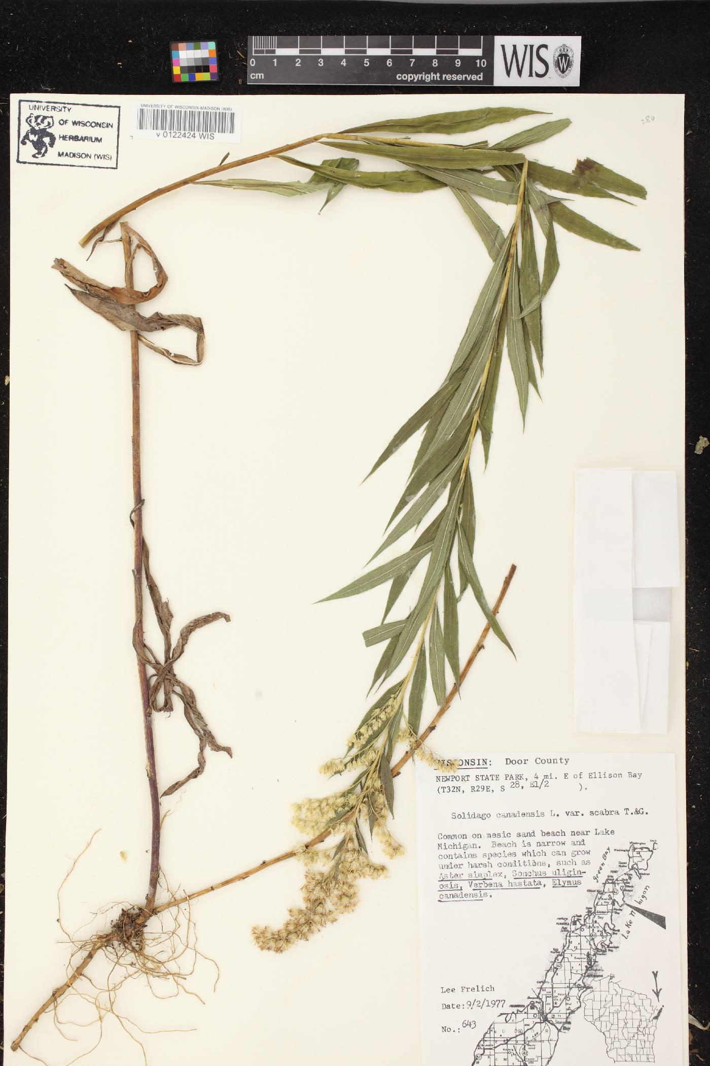 Solidago altissima subsp. altissima image