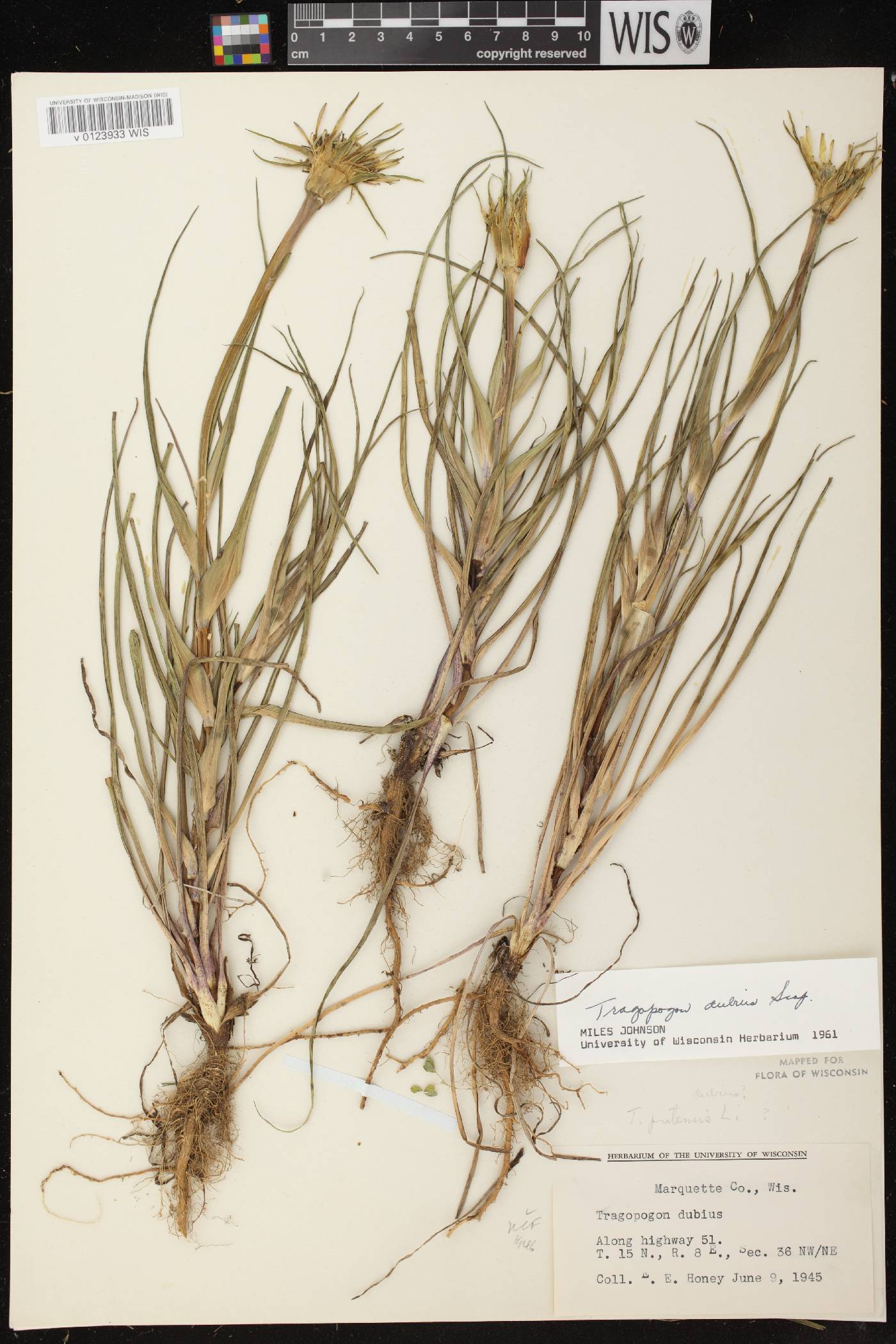 Tragopogon dubius image