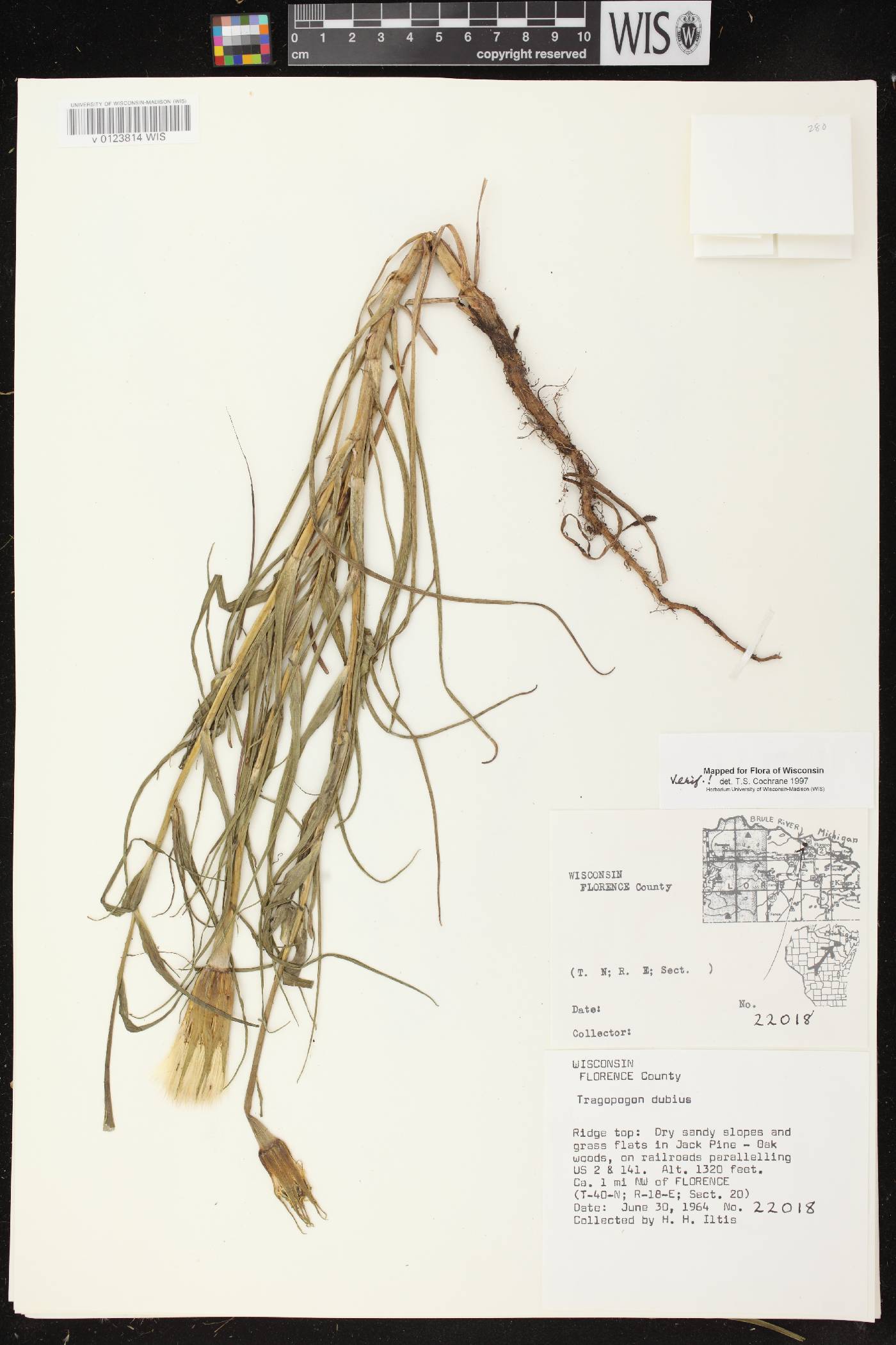 Tragopogon dubius image