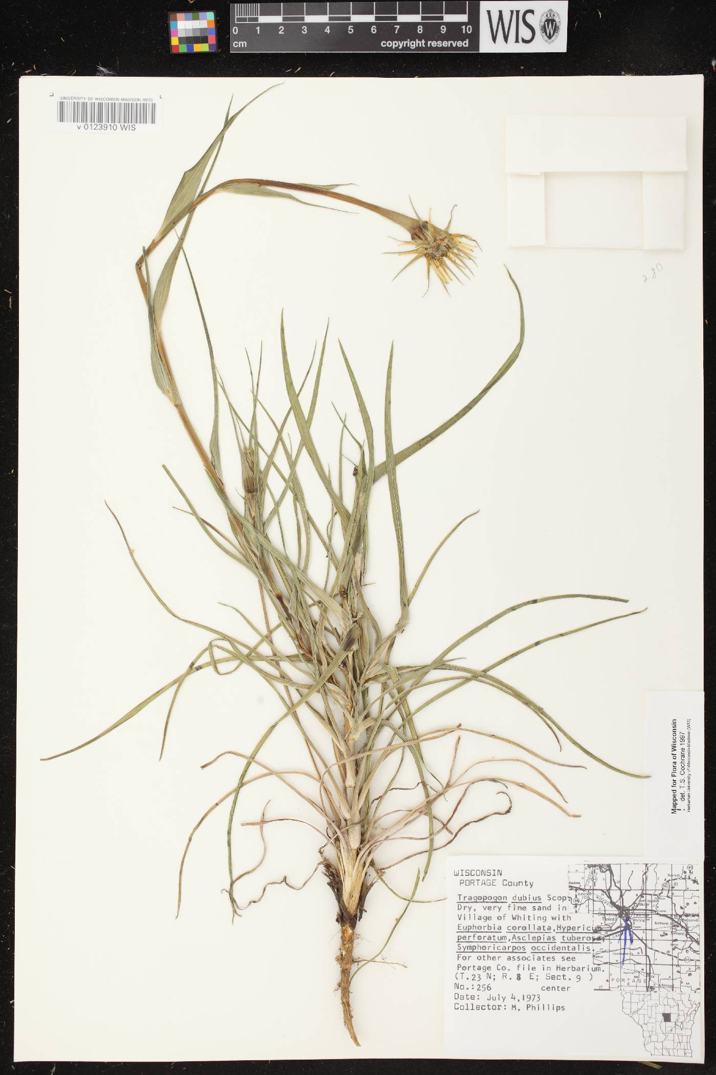 Tragopogon dubius image
