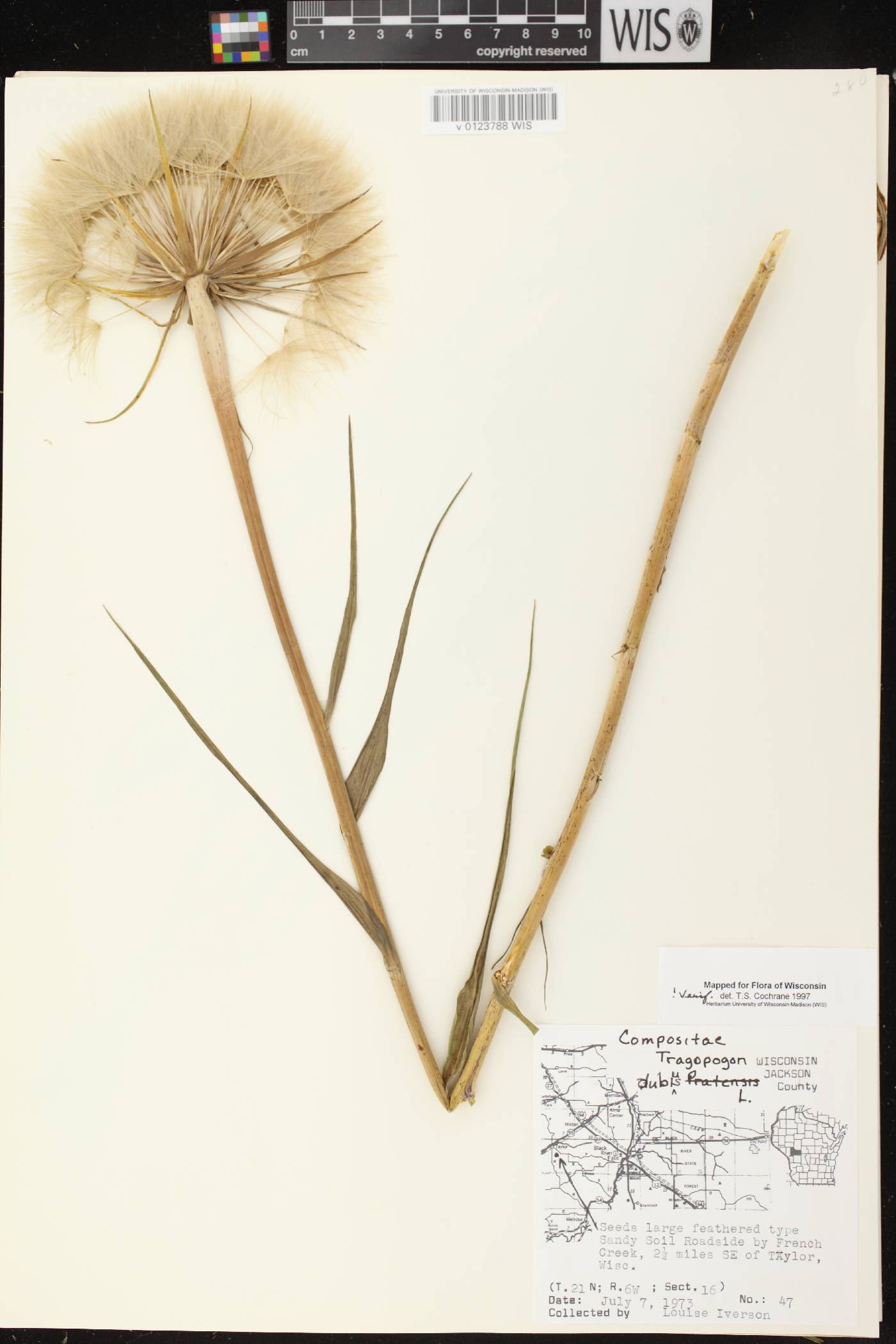Tragopogon dubius image