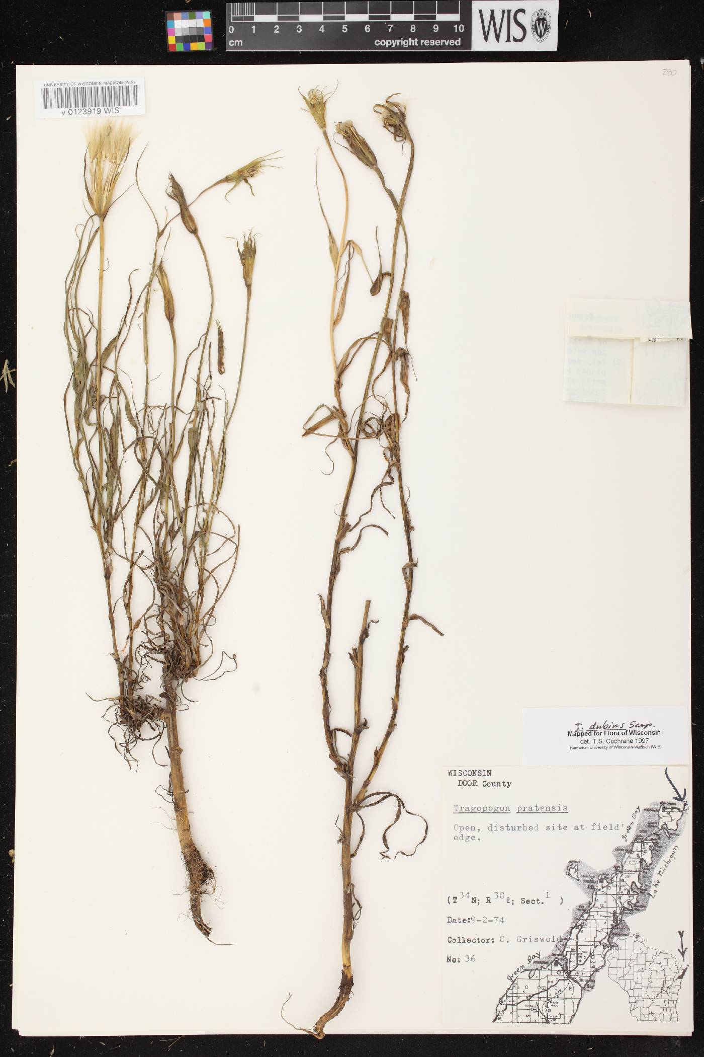 Tragopogon dubius image