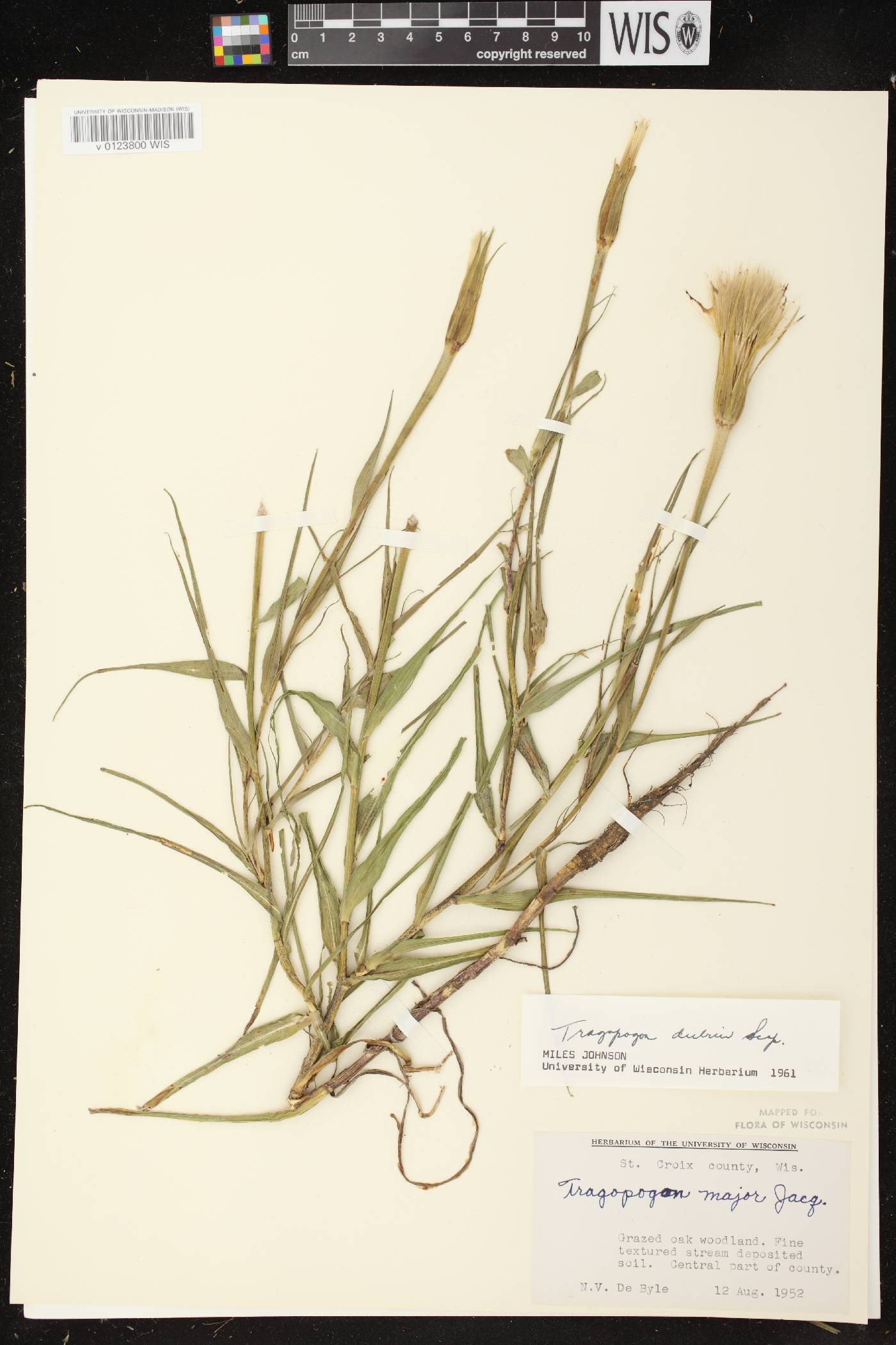 Tragopogon dubius image