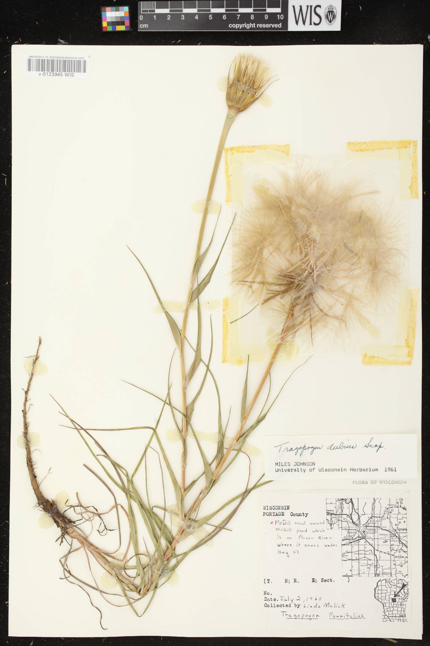 Tragopogon dubius image