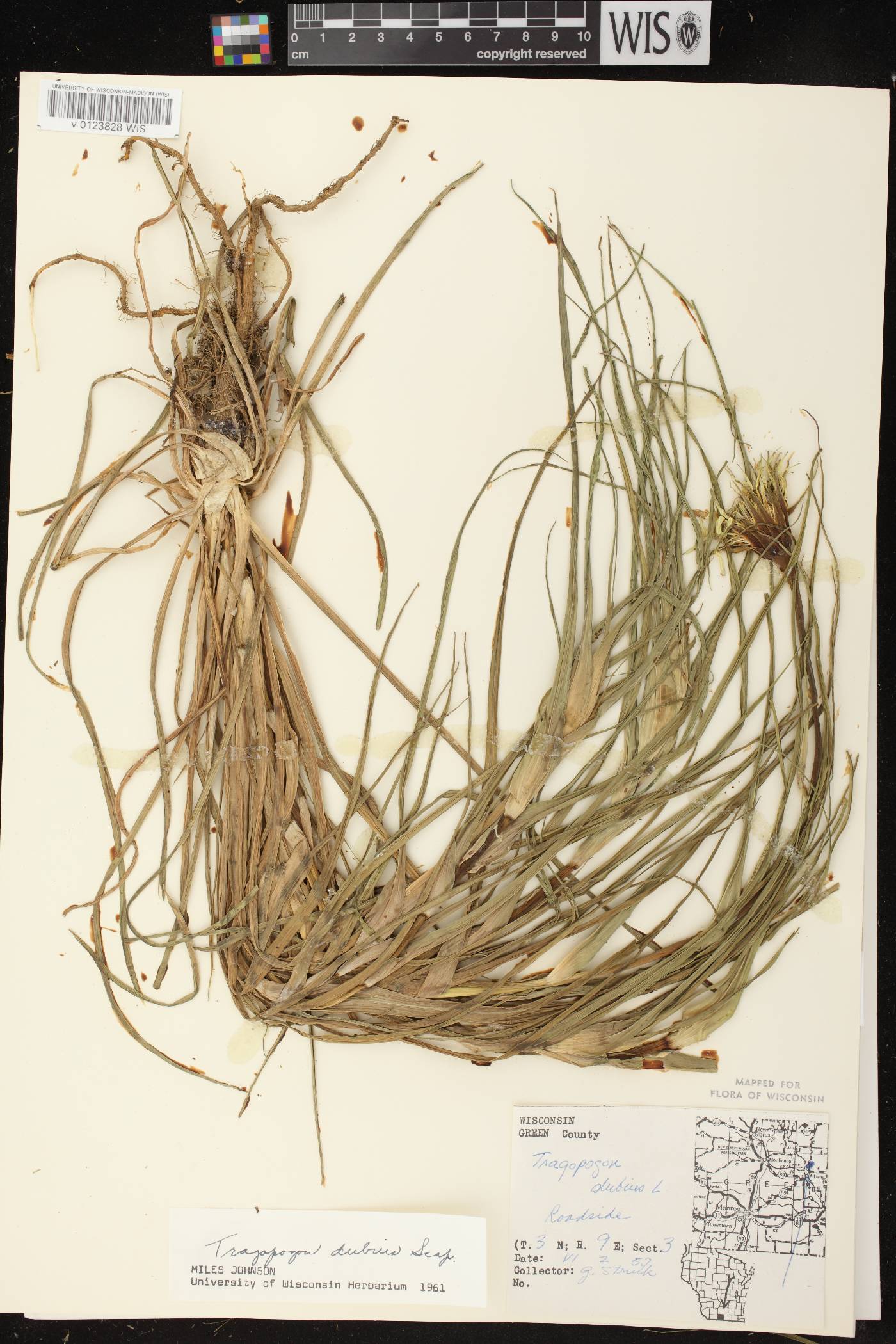 Tragopogon dubius image