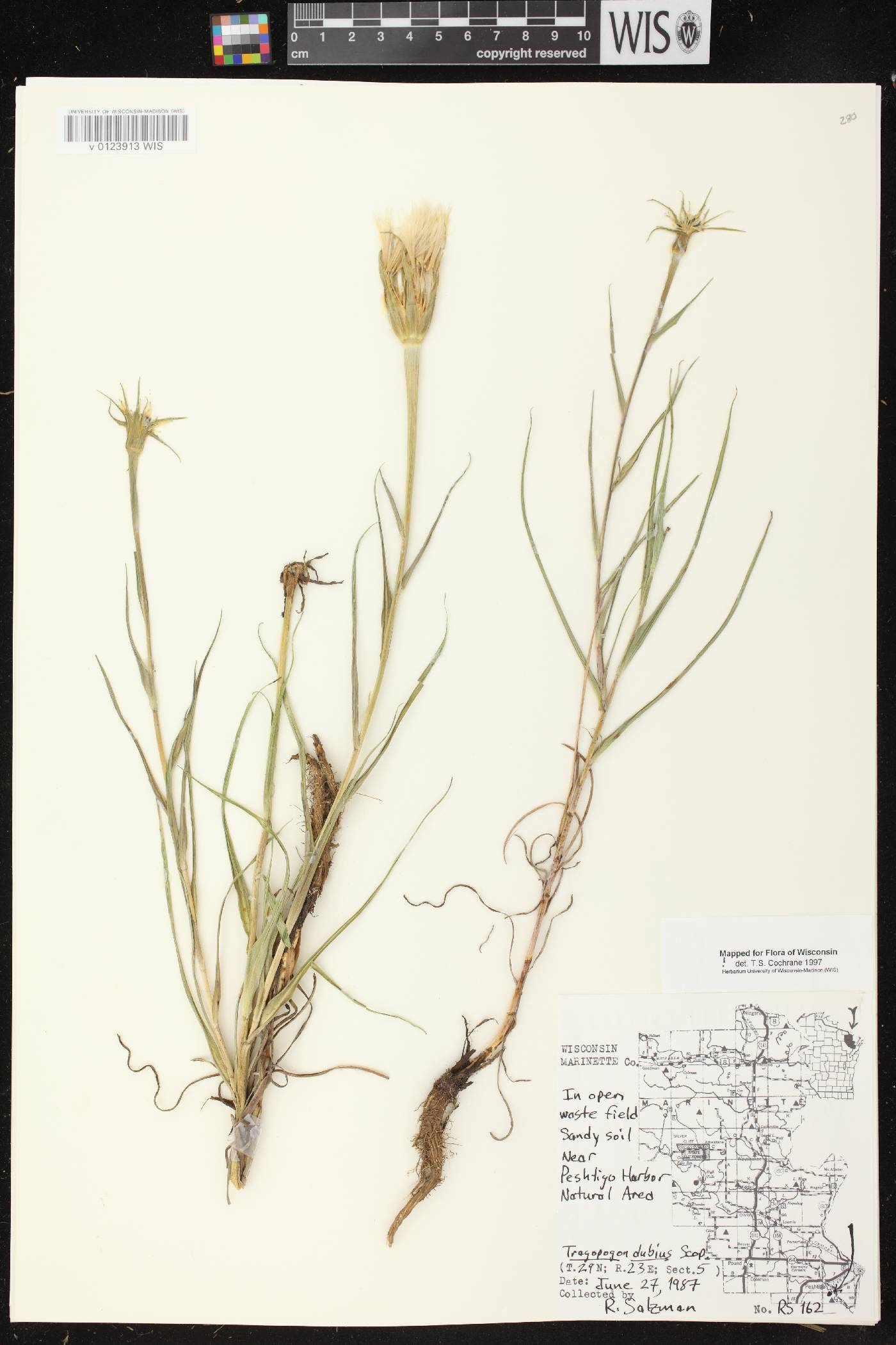 Tragopogon dubius image
