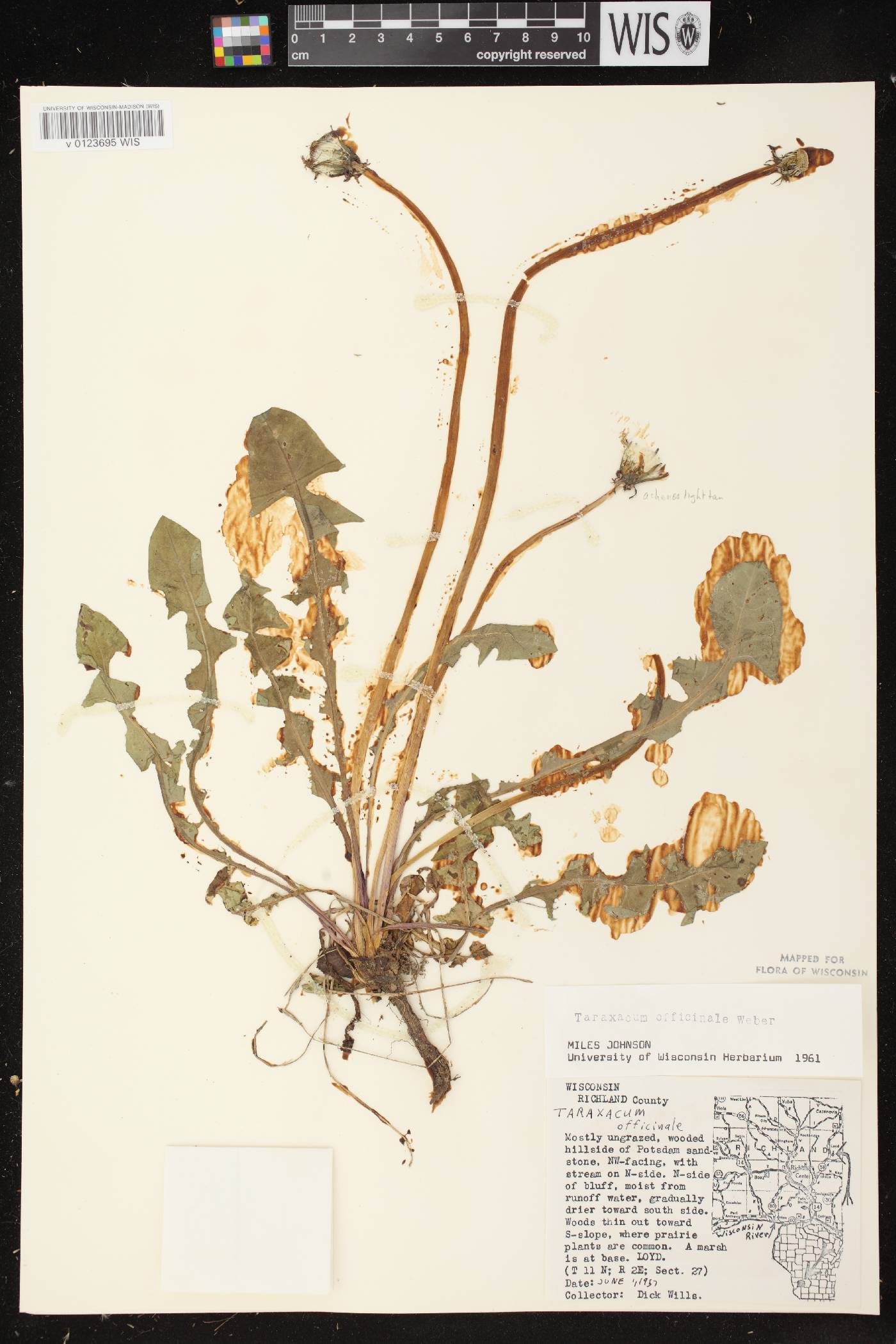 Taraxacum officinale image