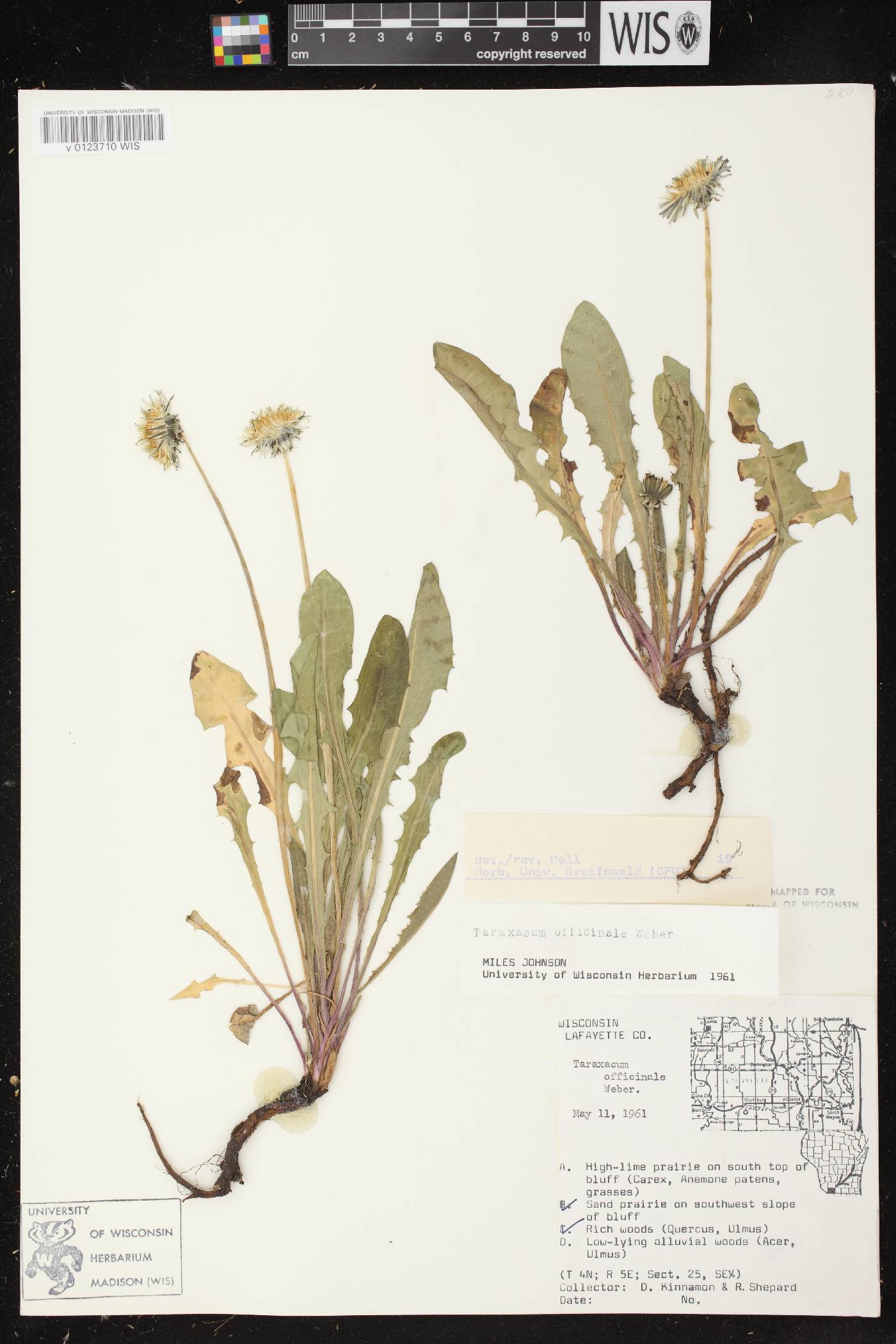 Taraxacum officinale image