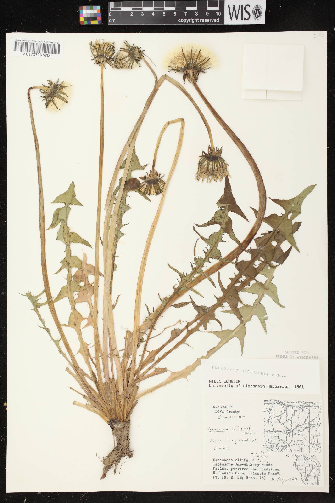 Taraxacum officinale image
